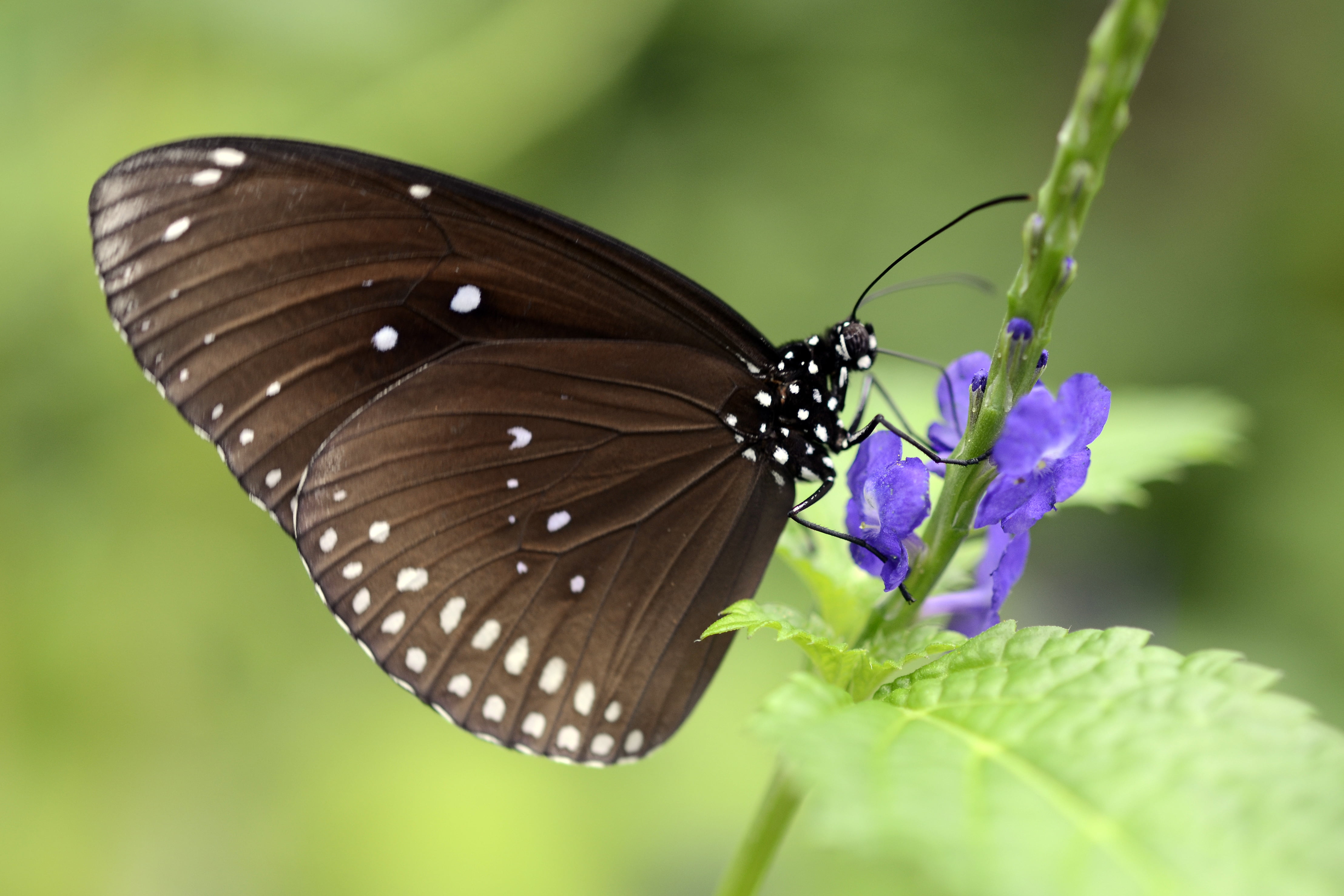 black, animal, Lepidoptera, butterfly, photograph, animal Wing, beauty In Nature, butterfly - Insect, Euploea  core, insect, euploea, macro photograph, HD Wallpaper