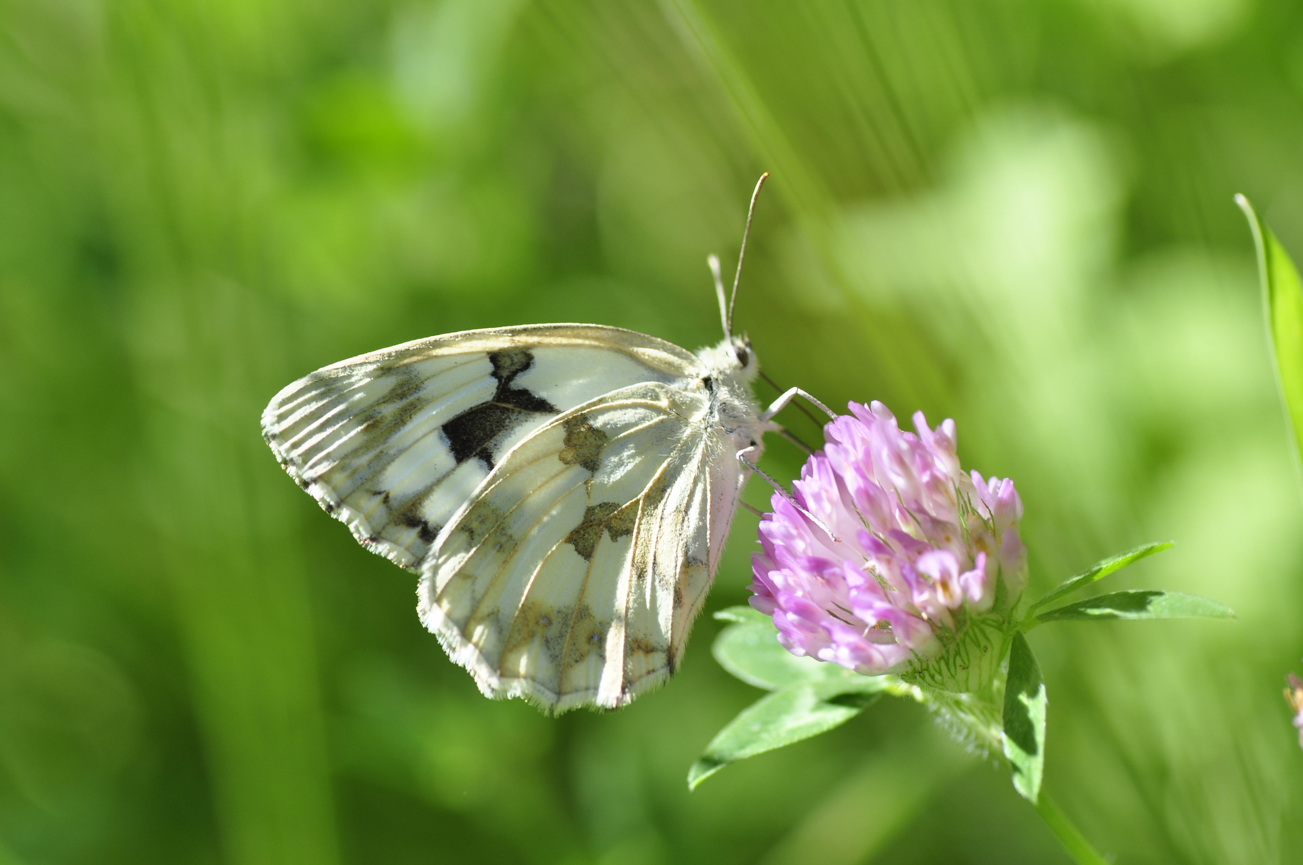 summer, animal, close-up, Farfalle, top, butterfly - Insect, nature, Melanargia lachesis, mariposa, papillon, animal Wing, butterfly, brown, flower, Ibérica, HD Wallpaper