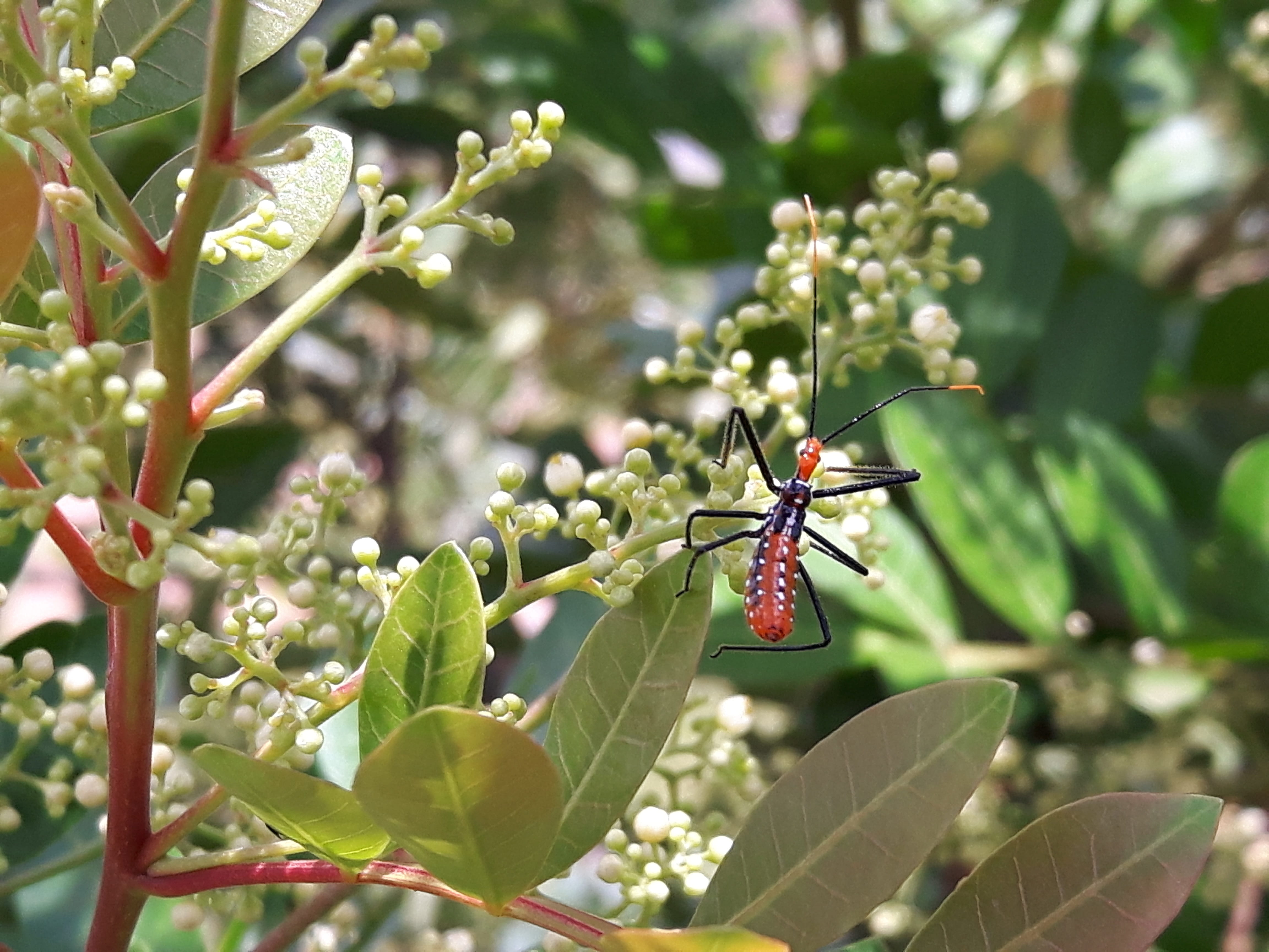 animals, close-up, leaf, animal themes, orange tree, flyer, animal, beauty in nature, green, outdoors, 4K, Mariposa, pollination, animals in the wild, HD Wallpaper