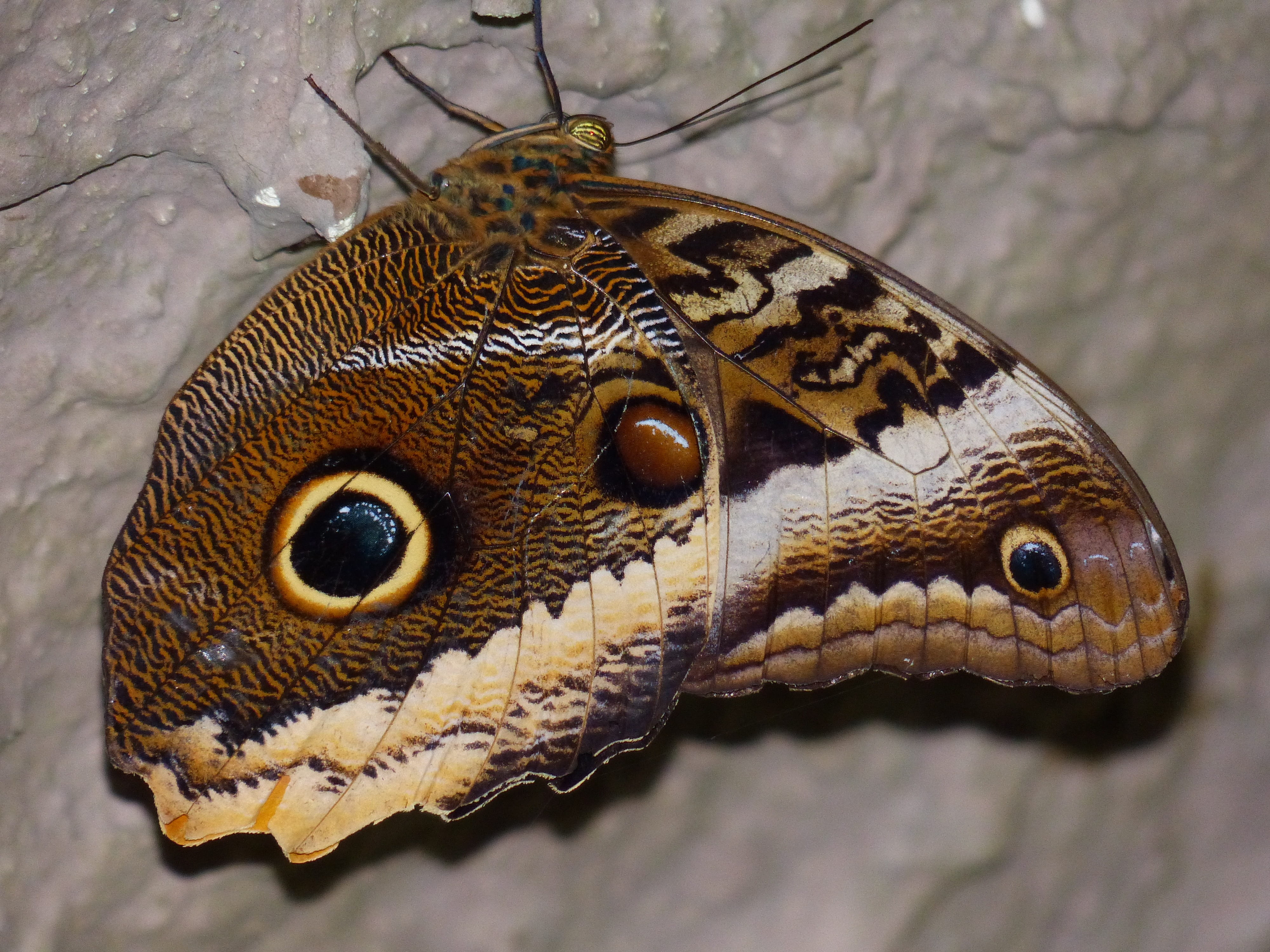 insect, animal themes, nature, brown, focus on foreground, vertebrate, animals in the wild, caligo eurilochus, edelfalter, mariposa, animal markings, animal eye, HD Wallpaper