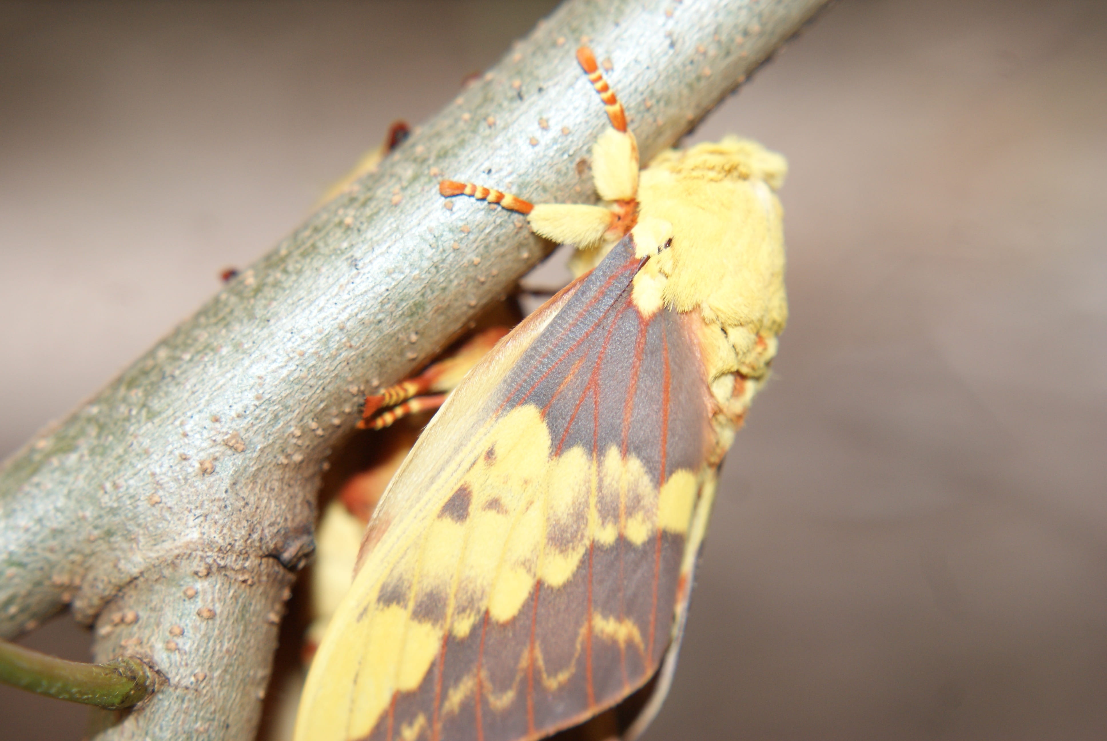 no people, mariposa, 4K, british, outdoors, casal, textured, selective focus, plant, wings, leaf, focus on foreground, animal themes, insect, pattern, HD Wallpaper