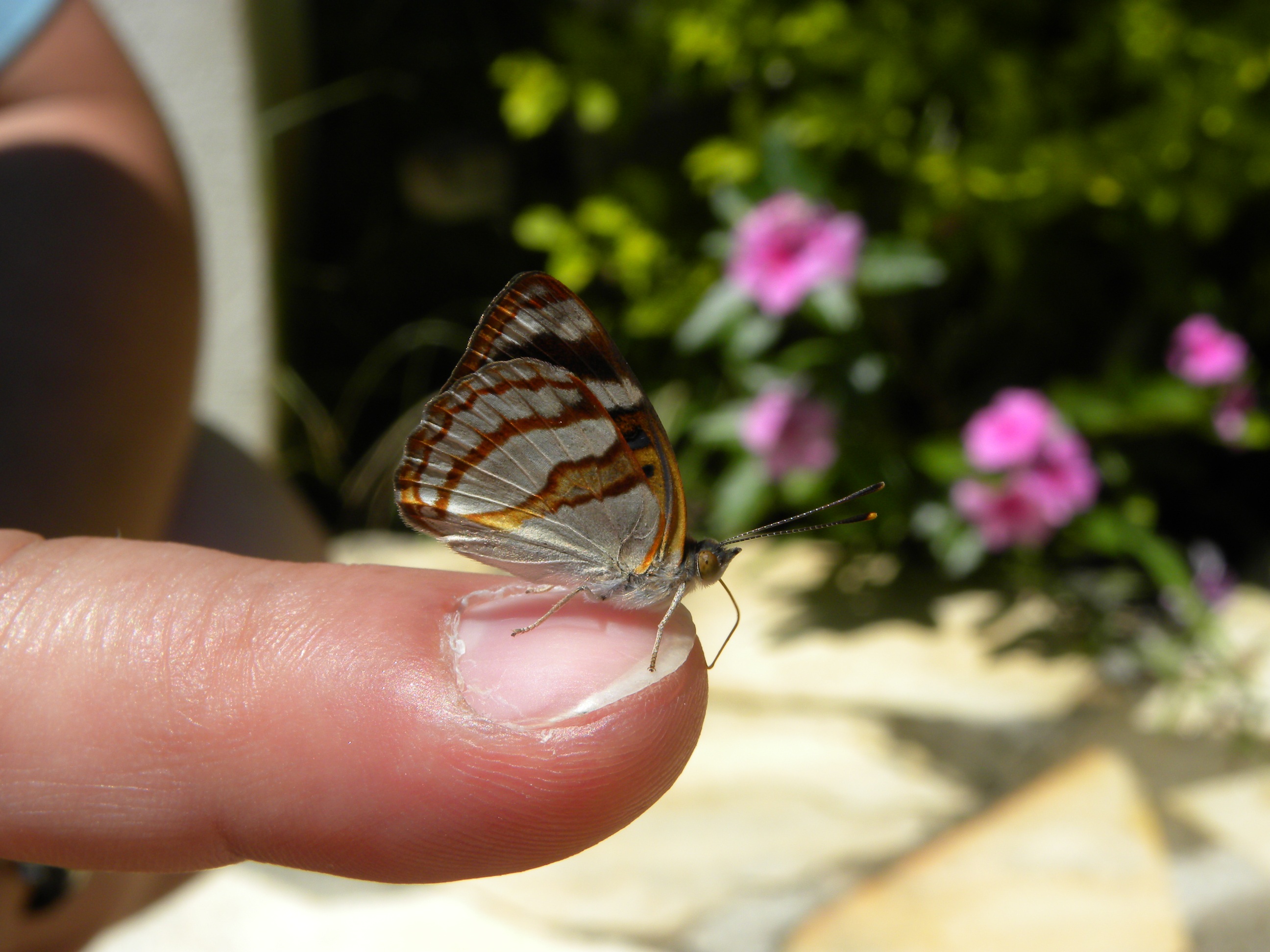 animal themes, animal wing, animal wildlife, focus on foreground, close-up, human hand, butterfly - insect, animal, one animal, flower, human body part, HD Wallpaper