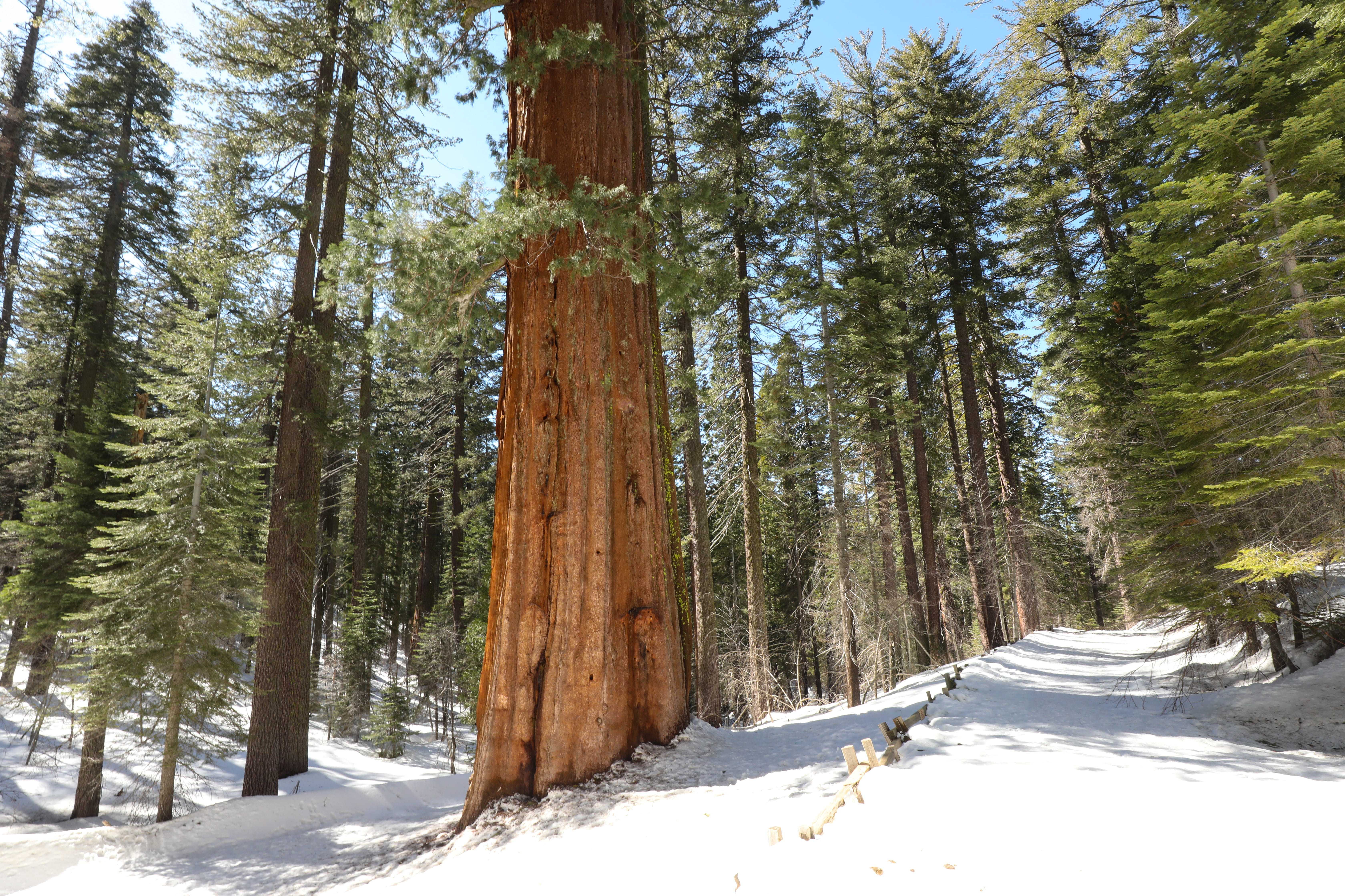no people, snow, yosemite, tuolumne county, fir, growth, nature, coniferous tree, pine, beauty in nature, path, pine tree, land, birch, covering, woodland, HD Wallpaper