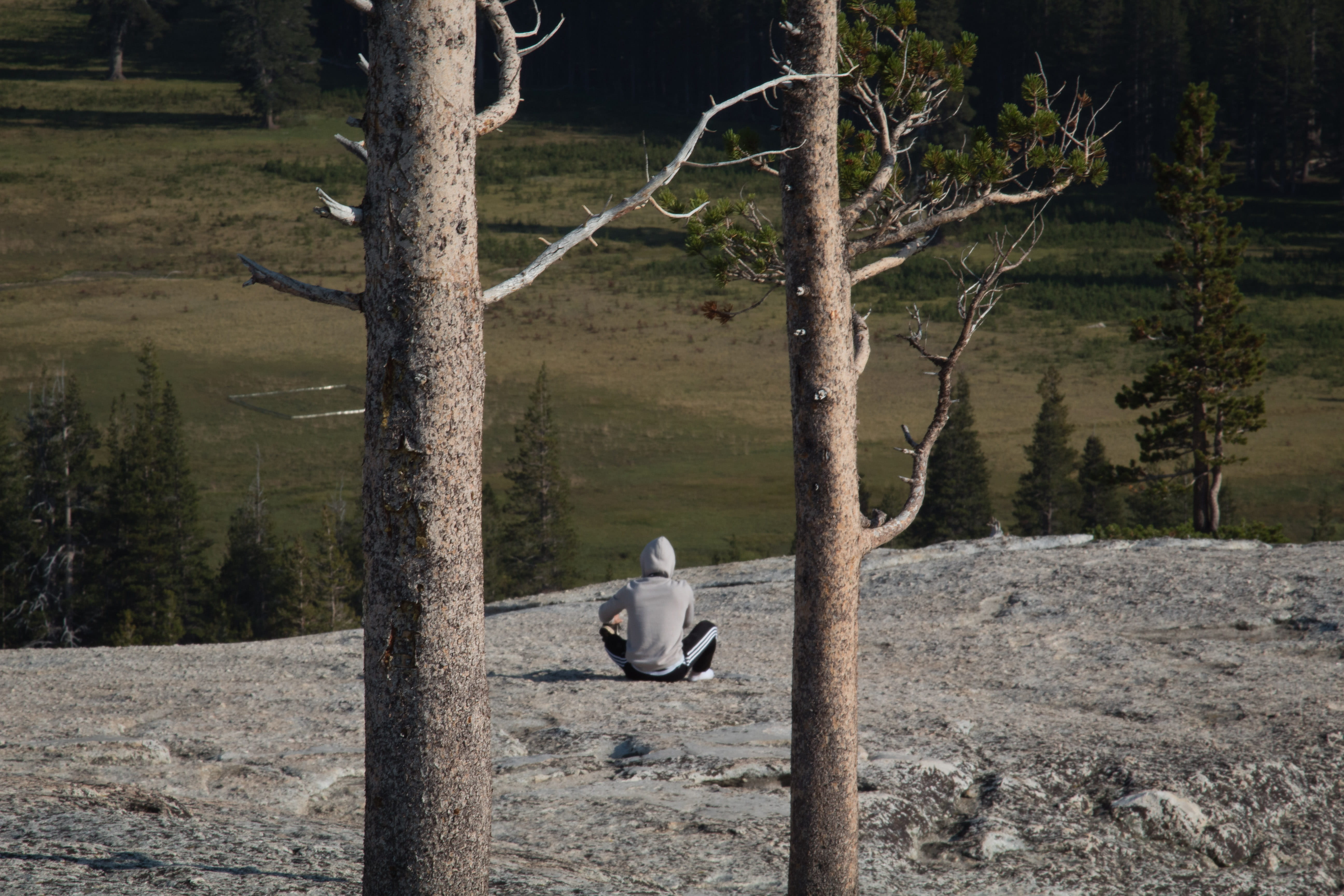 outdoors, vertebrate, relaxation, nature, animal, land, animals in the wild, tree, animal themes, 5K, tuolumne meadows, one animal, sitting, plant, tree trunk, HD Wallpaper