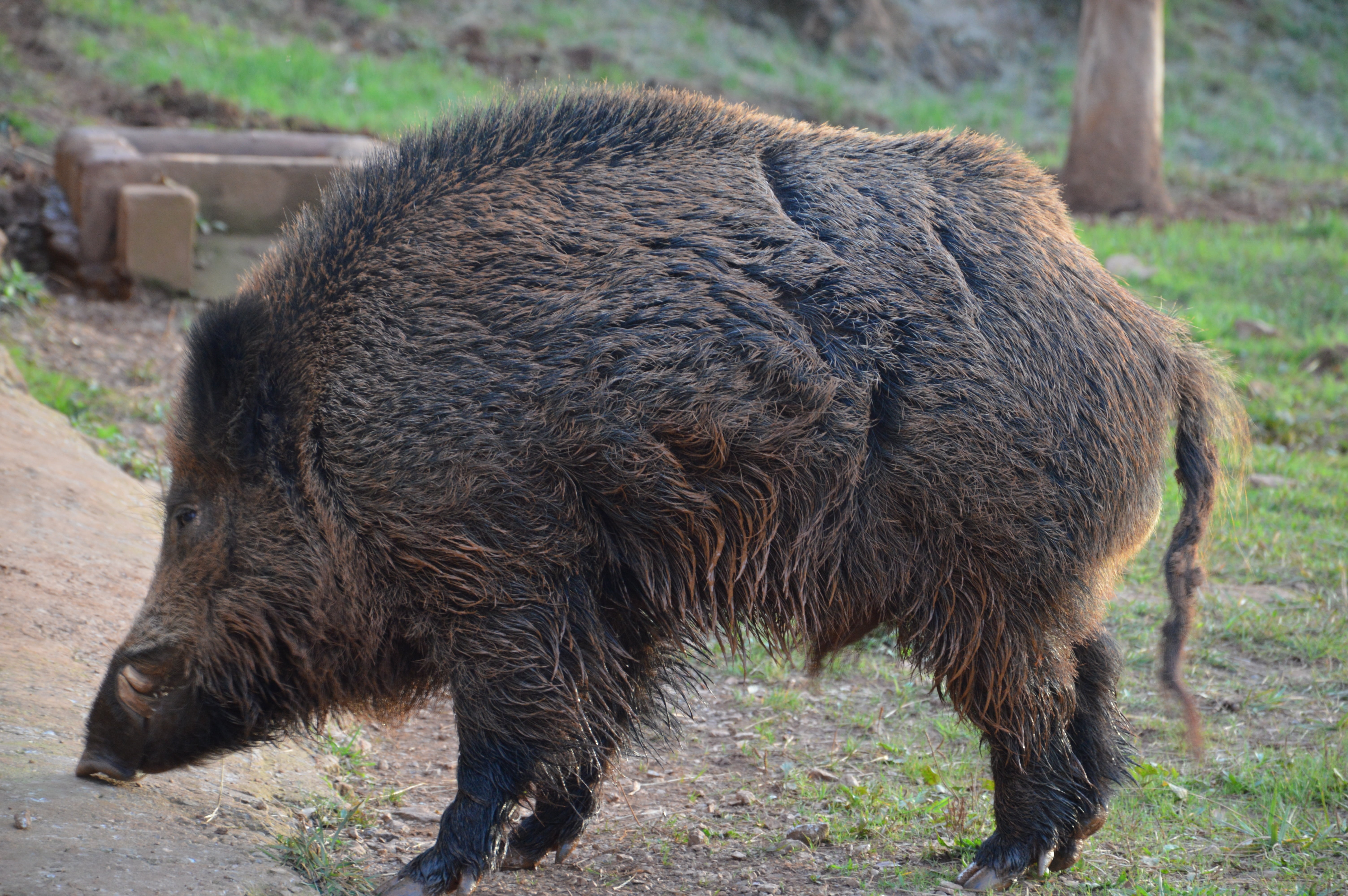 nature, outdoors, livestock, dangerous, animals in the wild, swine, mammal, wild boar, day, pig, animal wildlife, wild, land, herbivorous, boar, animal themes, HD Wallpaper