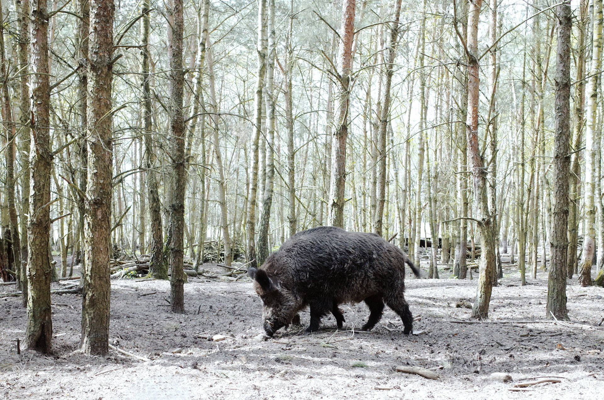 Boar, 1080P, Animal, HD Wallpaper