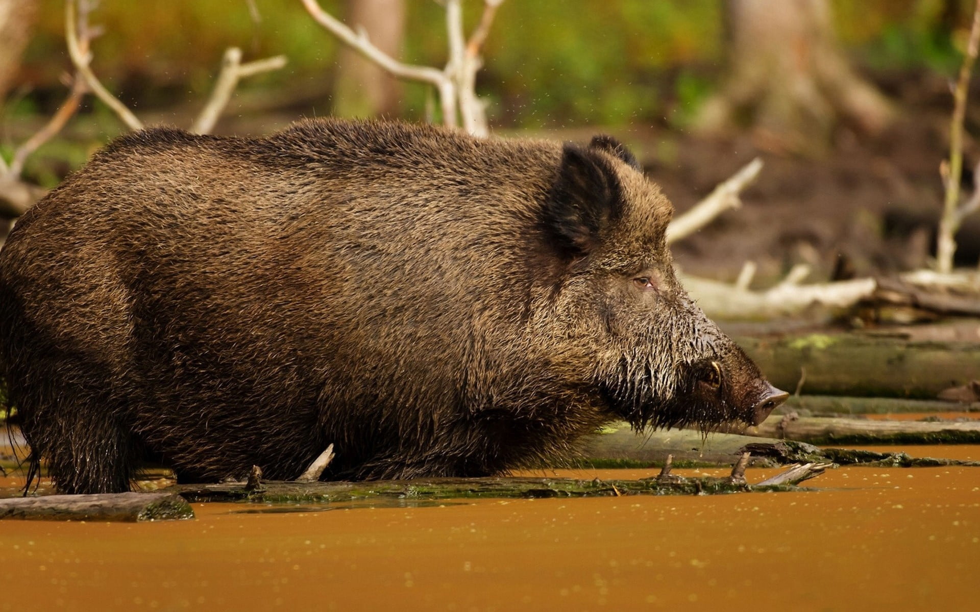 hunting, 1080P, vertebrate, outdoors, woodland, no people, brown, wildlife, animal wildlife, sow, animal, land, one Animal, bear, omnivorous, tree, drinking, HD Wallpaper