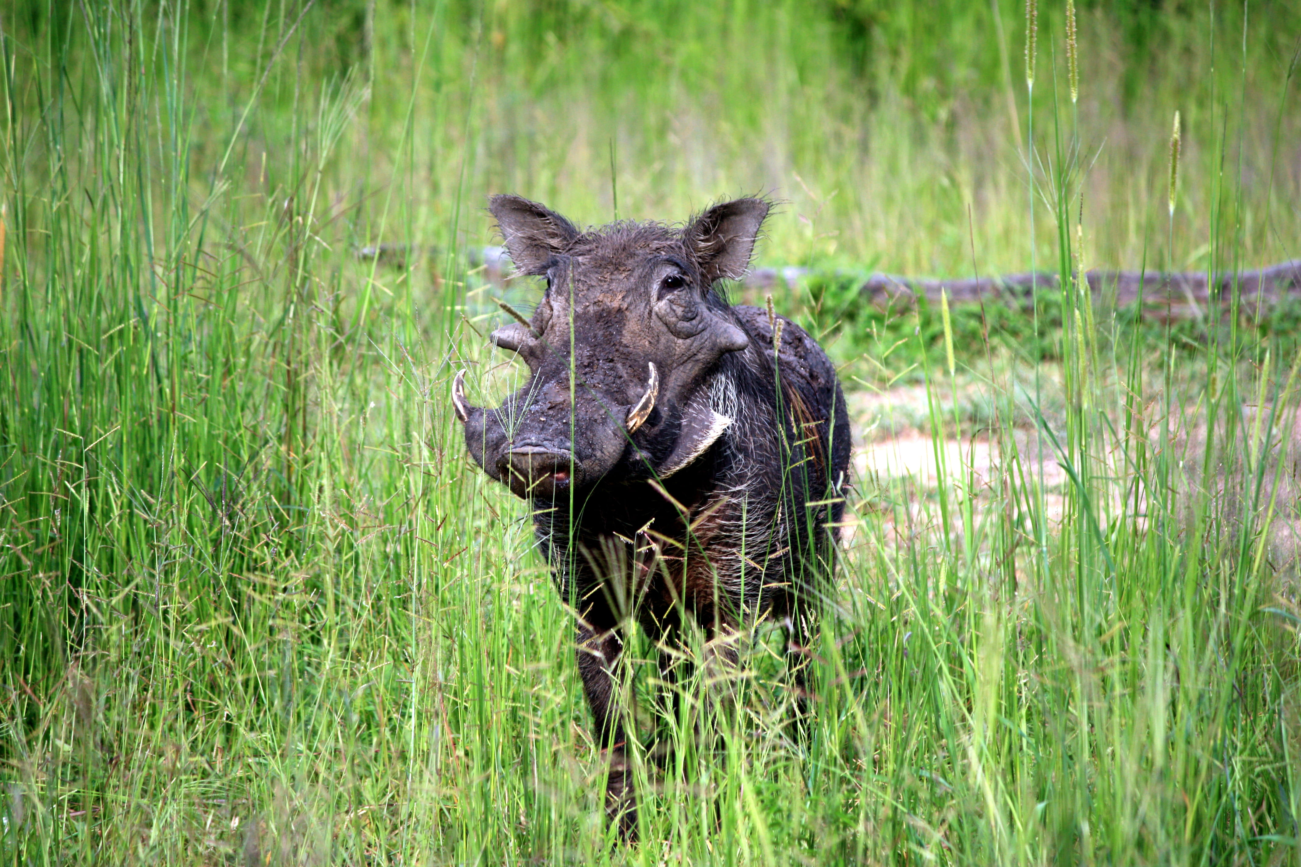 nature, animal, black, field, outdoors, day, mammal, green color, plant, grass, one animal, 4K, safari, herbivorous, livestock, boar, animals in the wild, HD Wallpaper