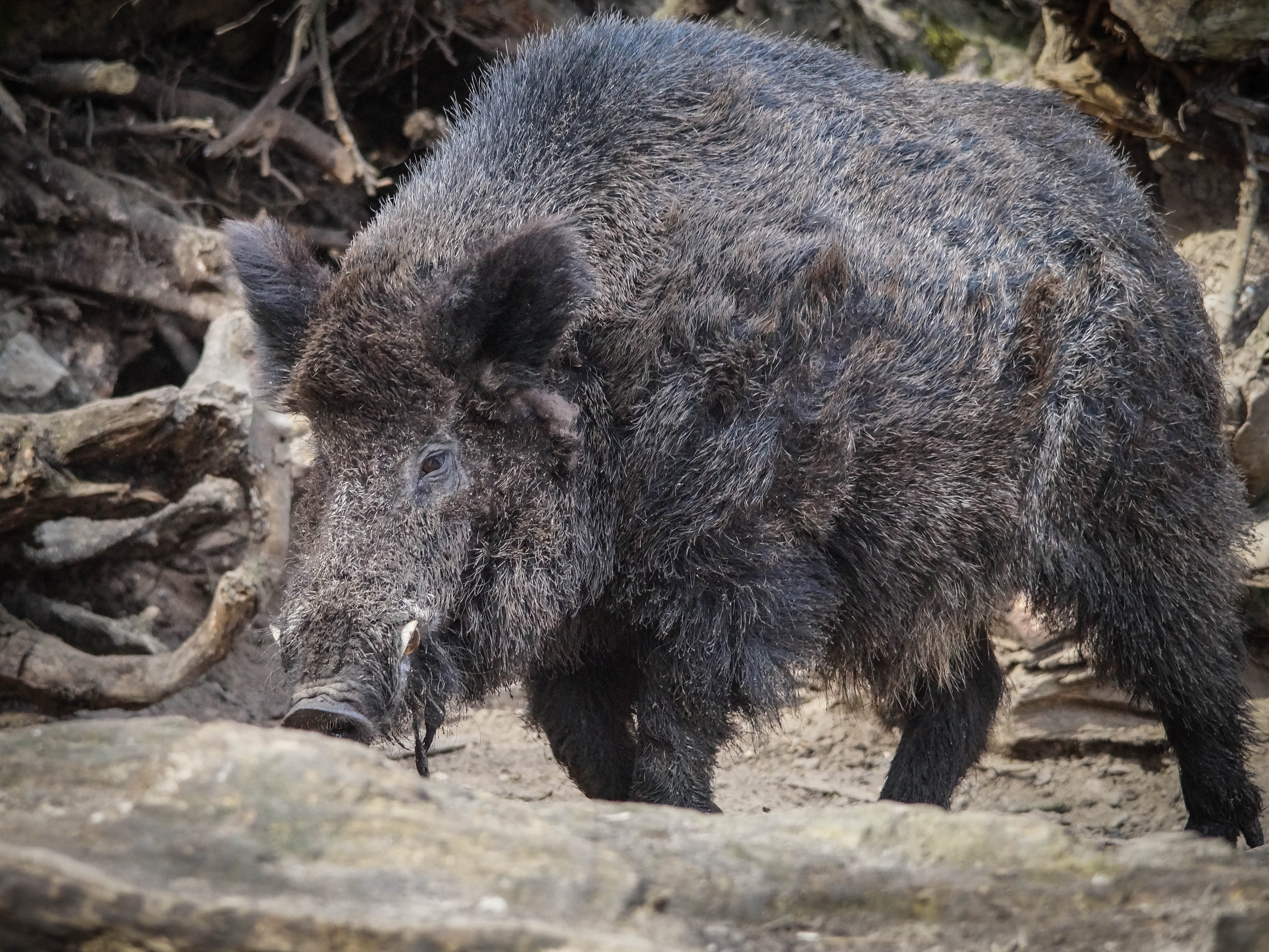 animal wildlife, vertebrate, no people, fauna, wild boar, animals in the wild, animal, zoo, animal themes, nature, land, sunlight, bear, 4K, day, outdoors, HD Wallpaper