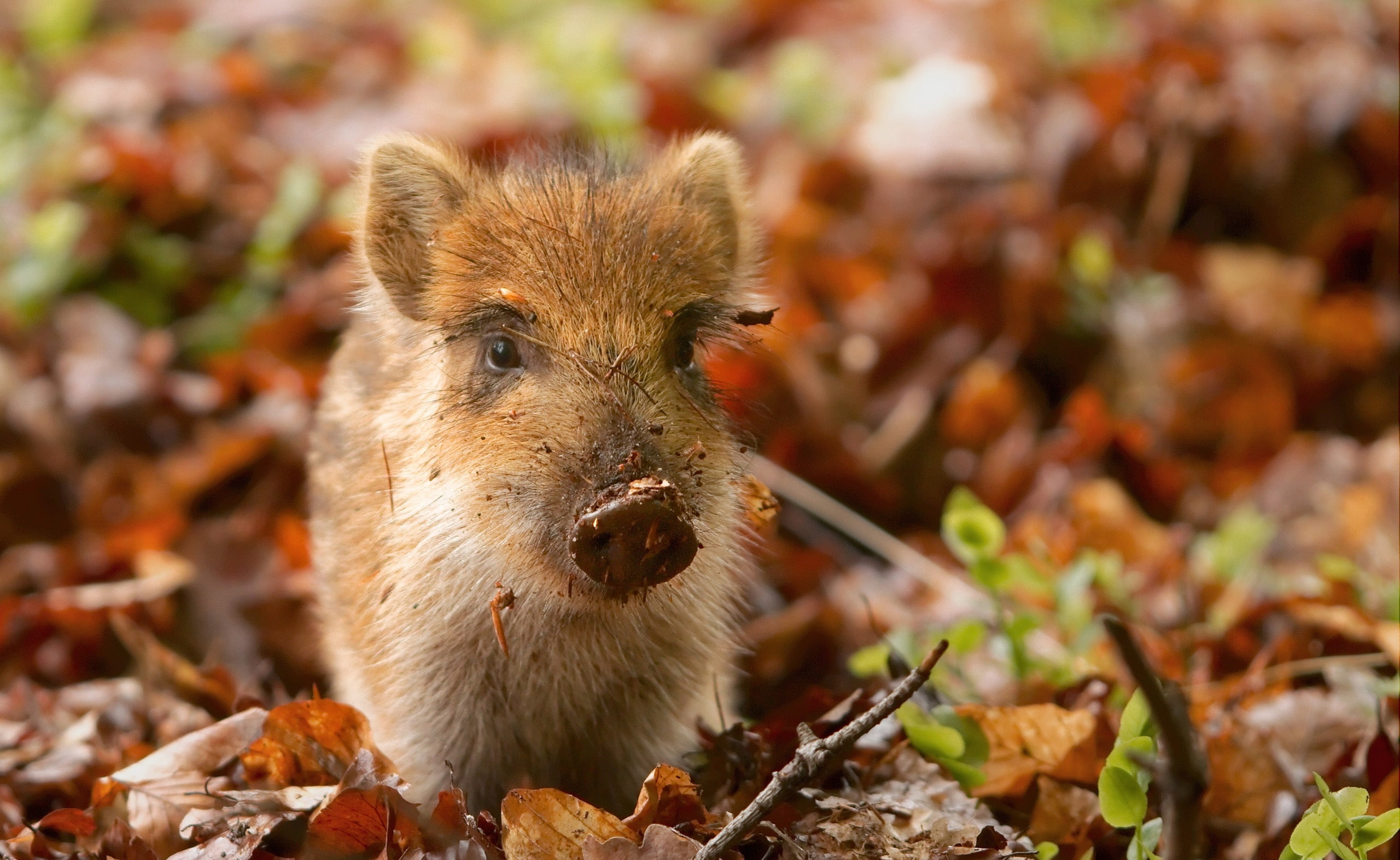 animal body part, one animal, Cute, land, change, young animal, food, outdoors, nature, Wild, 2K, mammal, wild boar, leaf, hungry, brown, animal head, HD Wallpaper