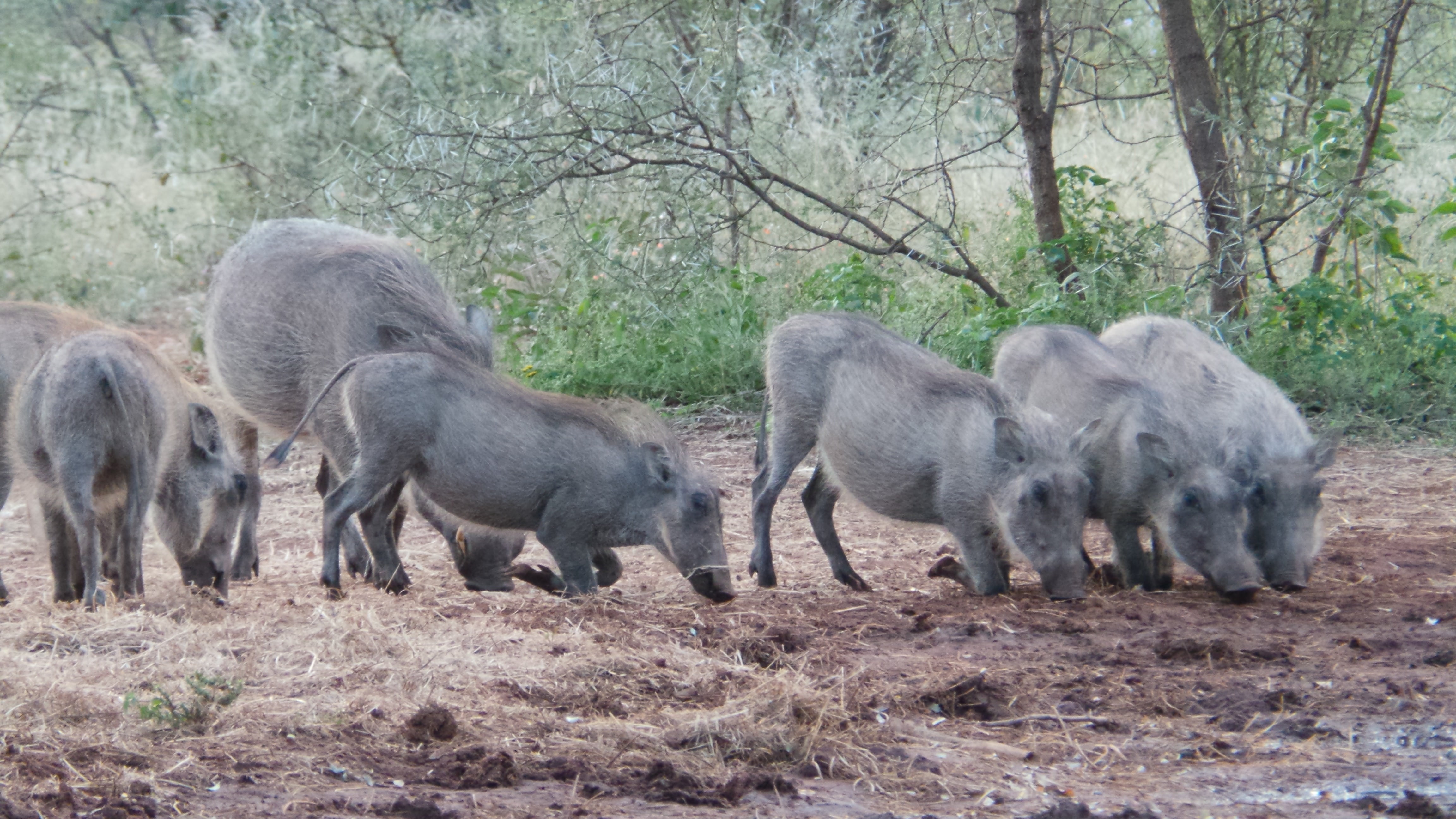 wildlife, animal family, group of animals, plant, mammal, outdoors, animals In The Wild, warthog, 4K, africa, warthogs, forest, animal, limpopo, nature, HD Wallpaper
