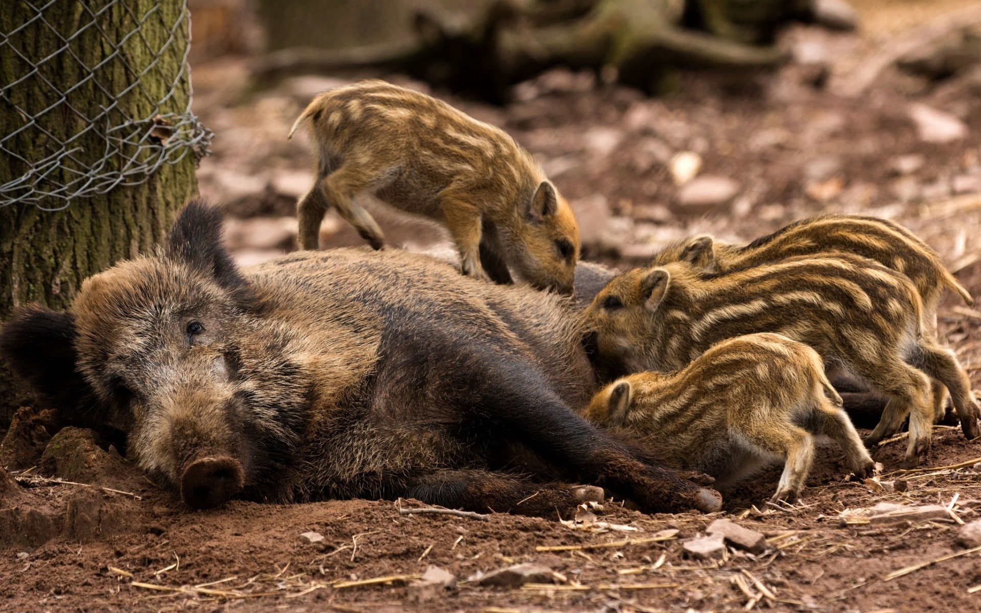 land, group of animals, Young, piglet, Timber, nature, 1080P, mammal, day, animal wildlife, outdoors, animals in the wild, animal themes, Wild boar, hungry, HD Wallpaper
