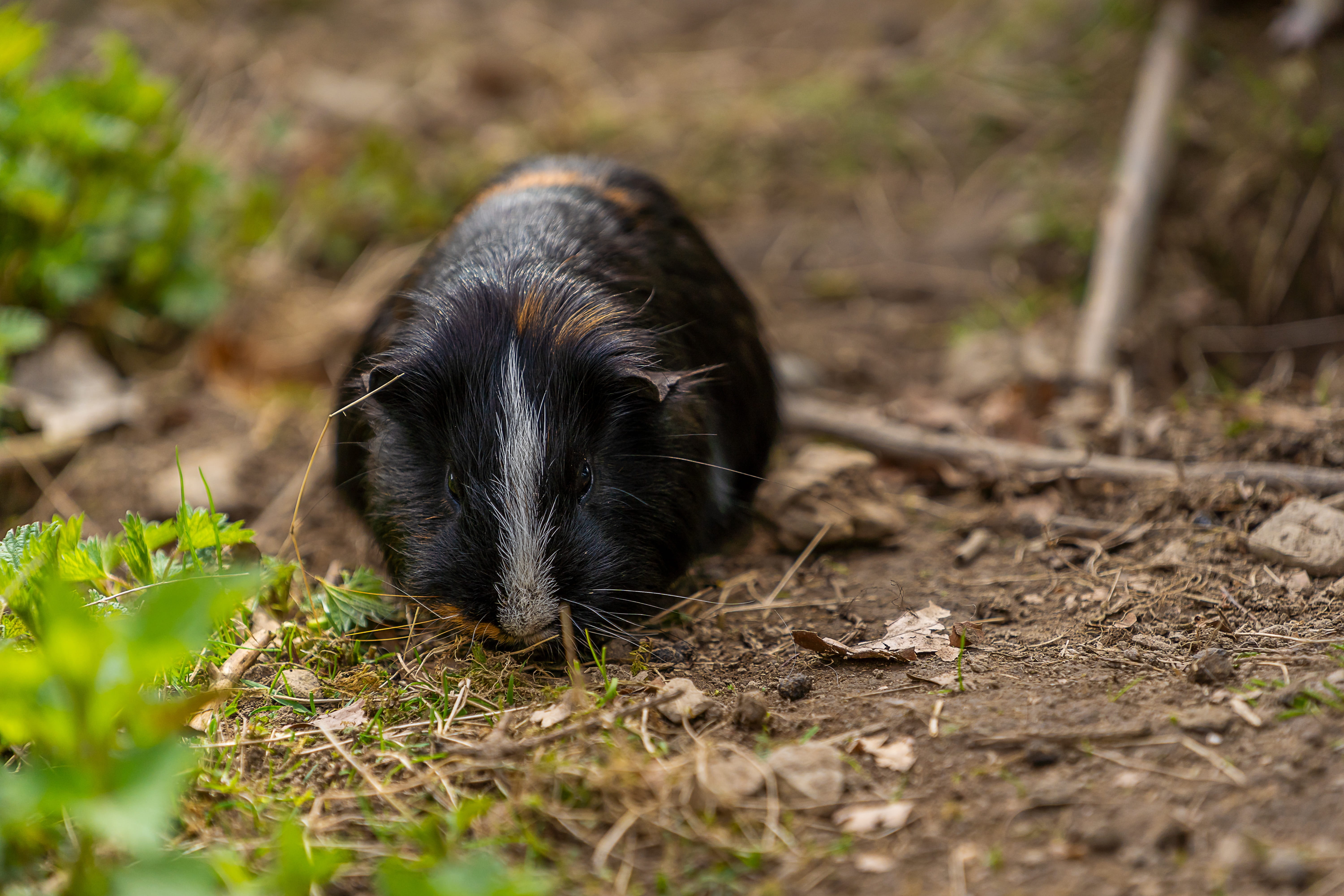 plant, animal, pet, close-up, young animal, animal wildlife, sea pig, cute, vertebrate, mammal, relaxation, small, selective focus, day, fur, rural, pets, HD Wallpaper
