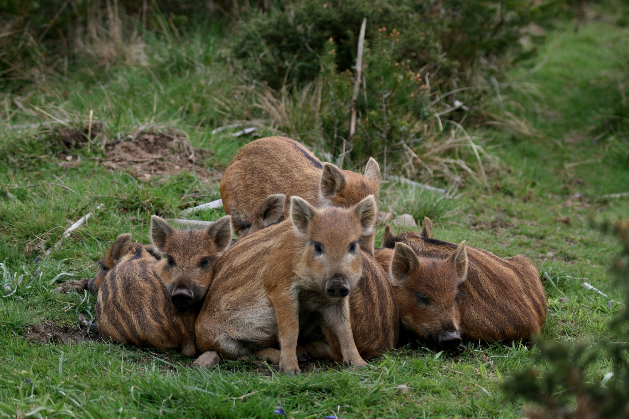 field, Boars, resting, outdoors, relaxation, land, brown, nature, grass, vertebrate, Pigs, animal wildlife, mammal, 1080P, animal, no people, young animal, HD Wallpaper