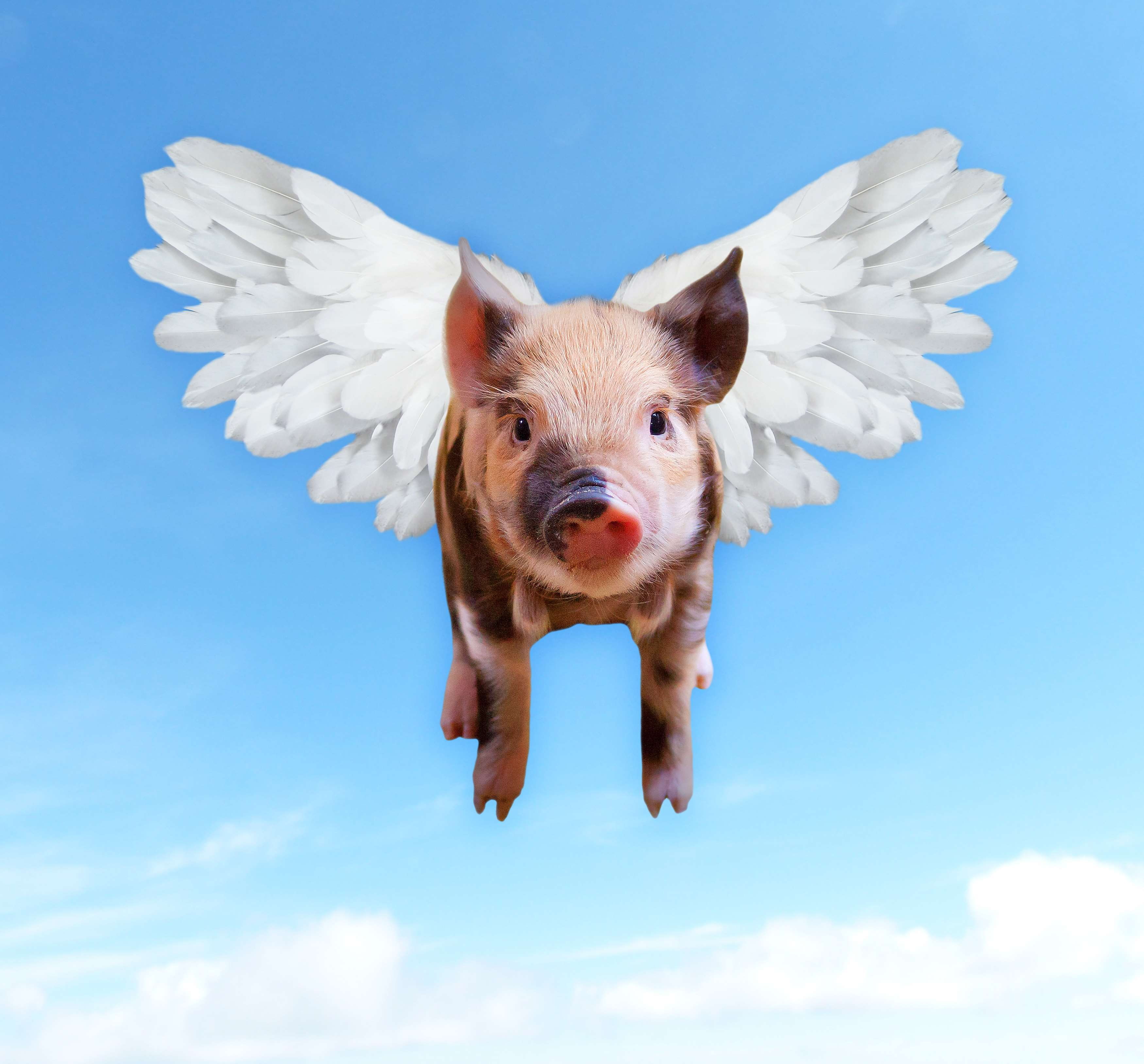 royalty, domestic animals, mixup, portrait, remix, photos, cloud - sky, nature, animal, wings, humor, image, hog, looking at camera, studio shot, digital composite, HD Wallpaper