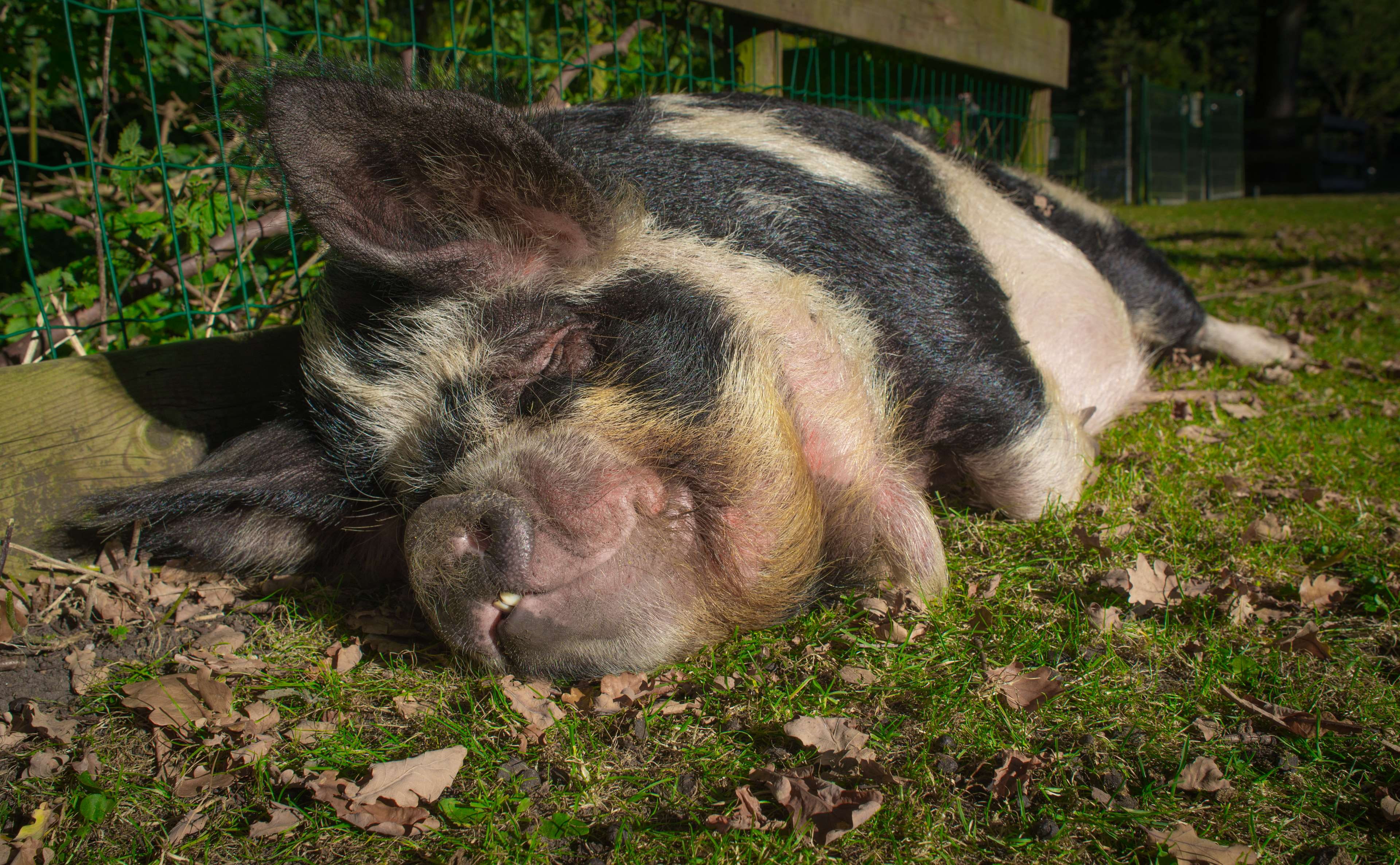 lying down, no people, animal, mammal, sleeping, fat, domestic, animal themes, outdoors, domestic animals, wild boar, hog, swine, kids, eyes closed, pig, HD Wallpaper