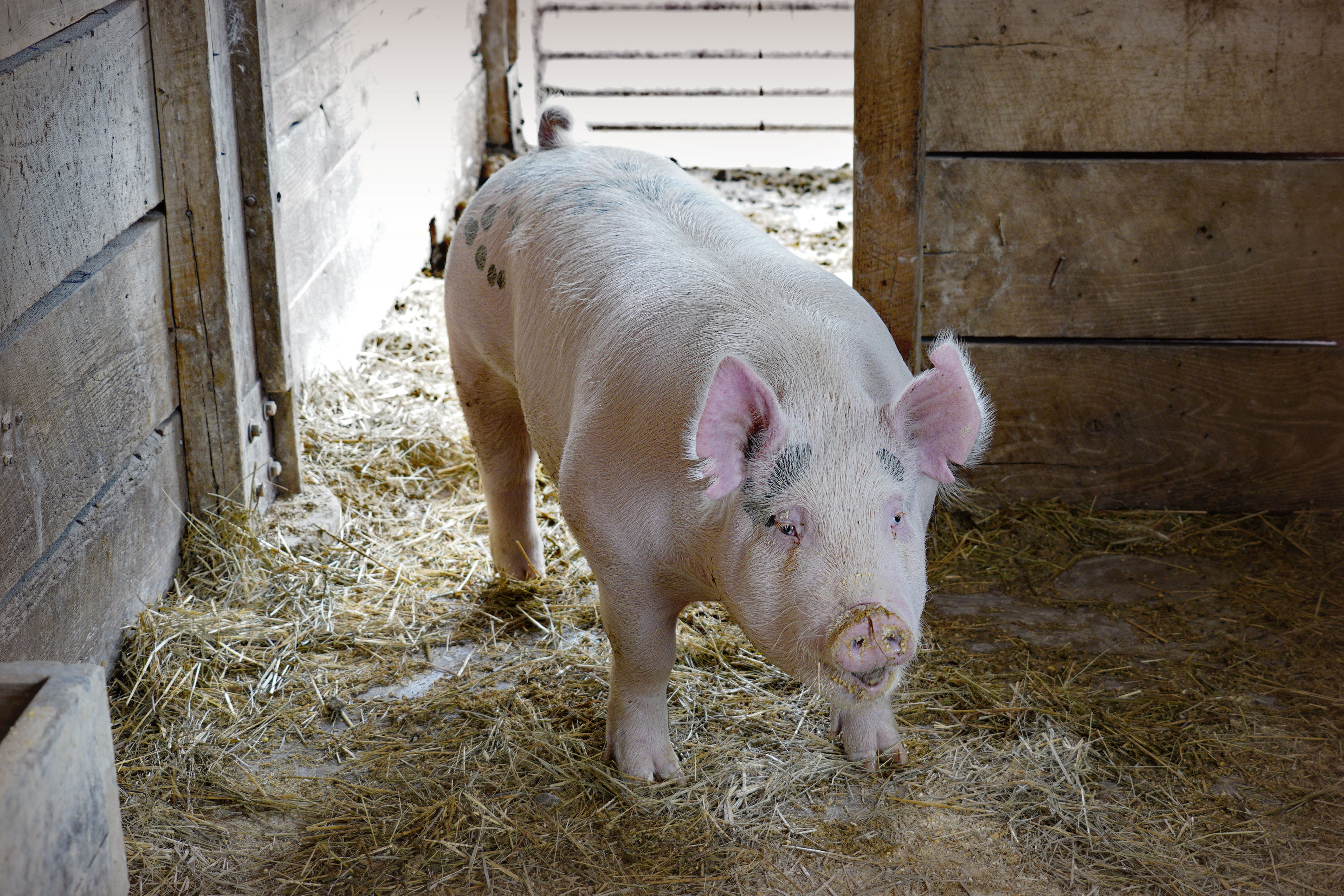 outdoors, pets, agricultural building, pig, domestic animals, vertebrate, agriculture, farm, no people, animal pen, mammal, animal, 5K, standing, one animal, HD Wallpaper