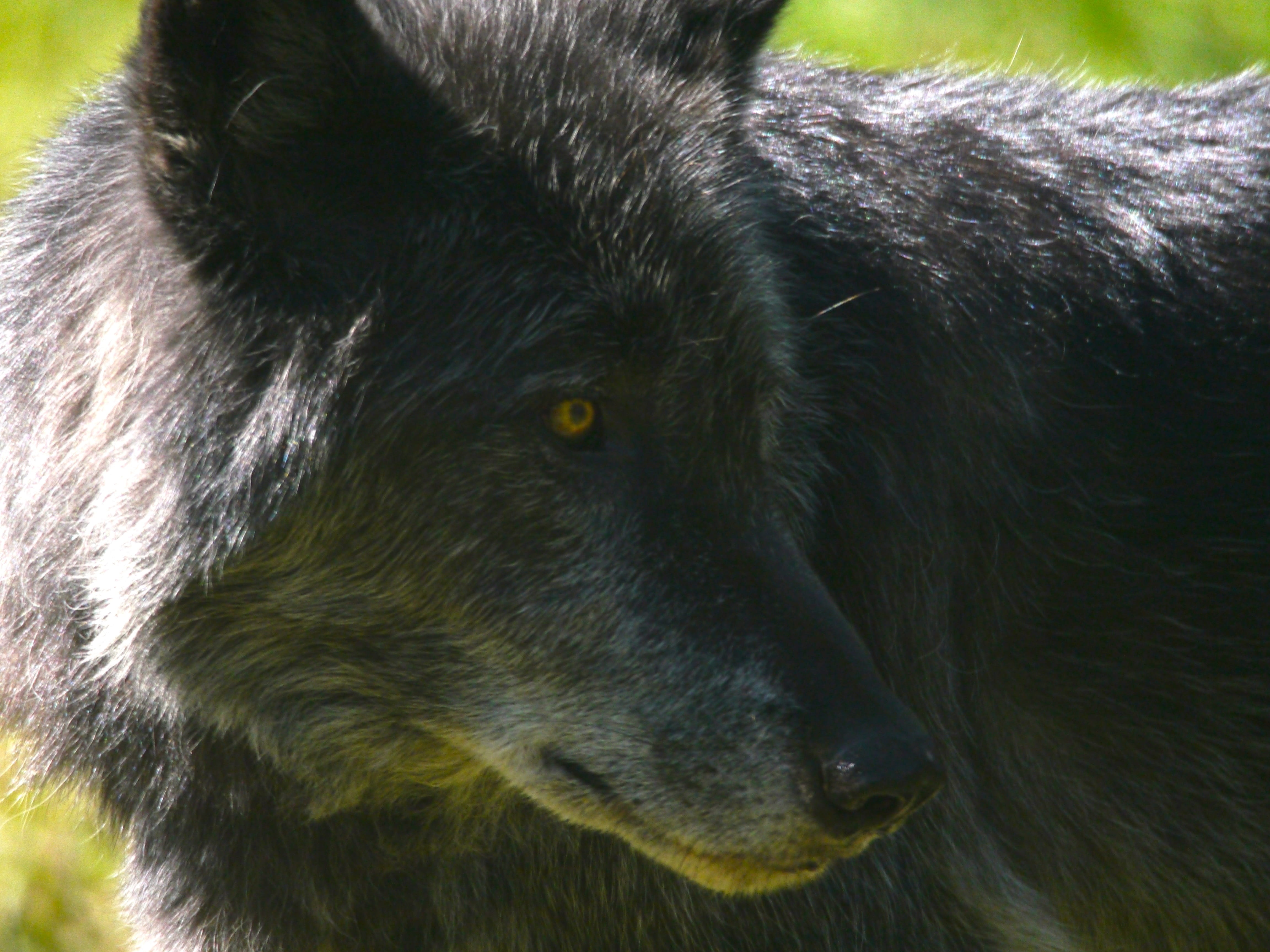 hair, animal body part, animal wildlife, canada, yamnuska wolfdog sanctual, black color, snout, dog, food, one animal, animal head, bear, day, canine, animal hair, HD Wallpaper