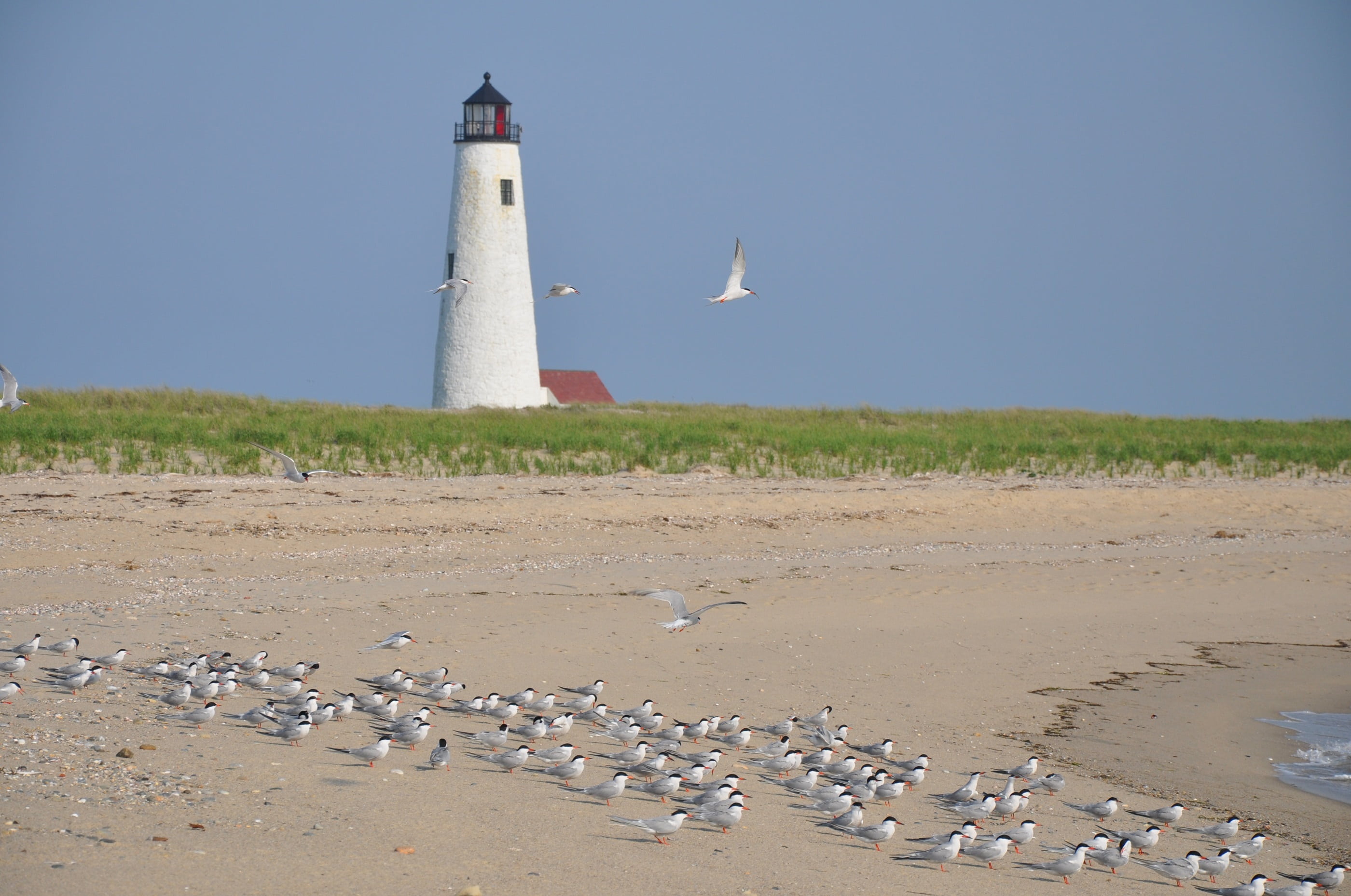 architecture, nature, water, 2K, guidance, animal themes, island, landscape, coast, shoreline, land, beacon, sea, no people, near, flock of birds, nantucket, HD Wallpaper