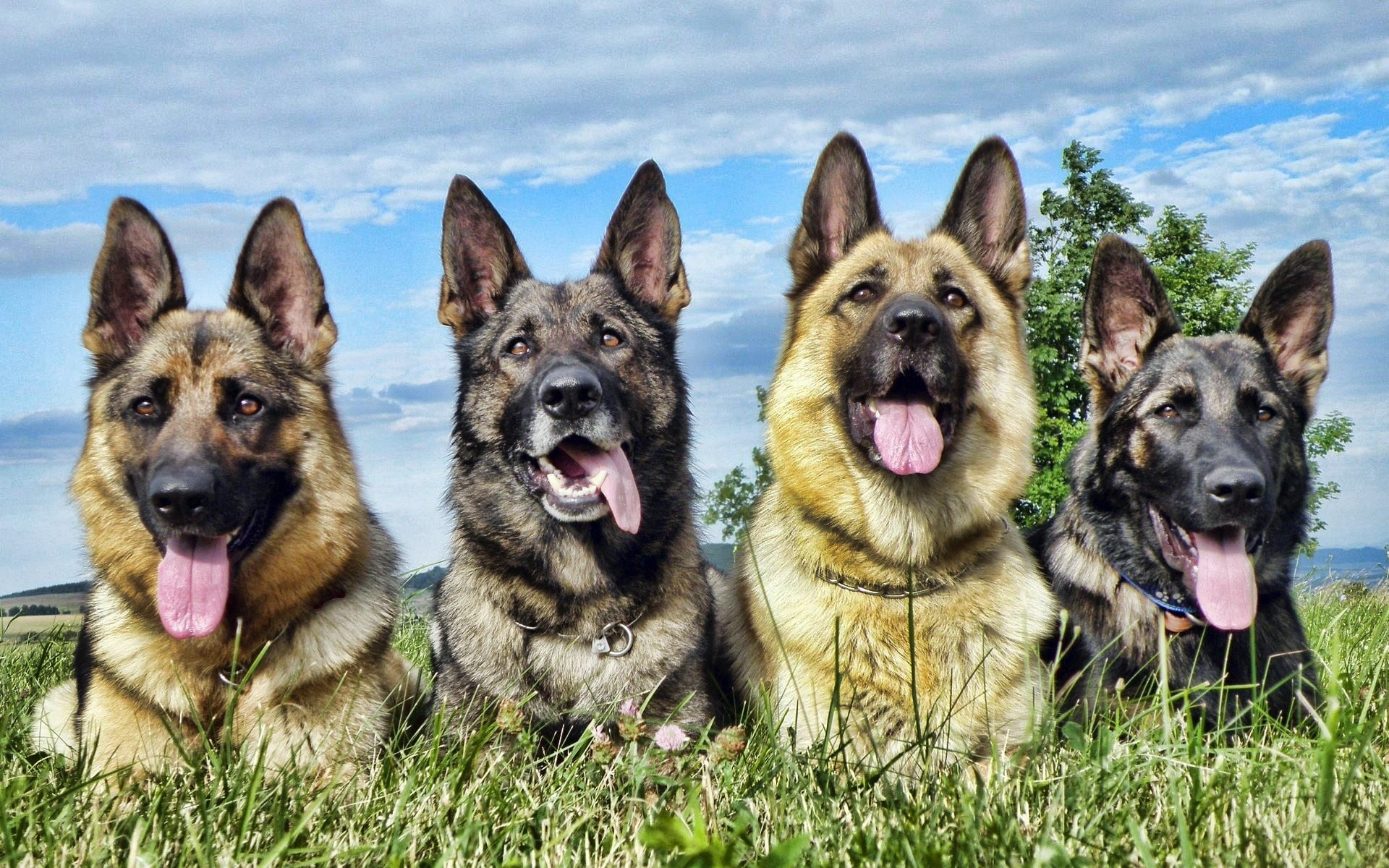 purebred Dog, animal Tongue, portrait, two animals, dogs, mouth open, lie down, grass, group of animals, domestic, german Shepherd, color, pets, black Color, HD Wallpaper