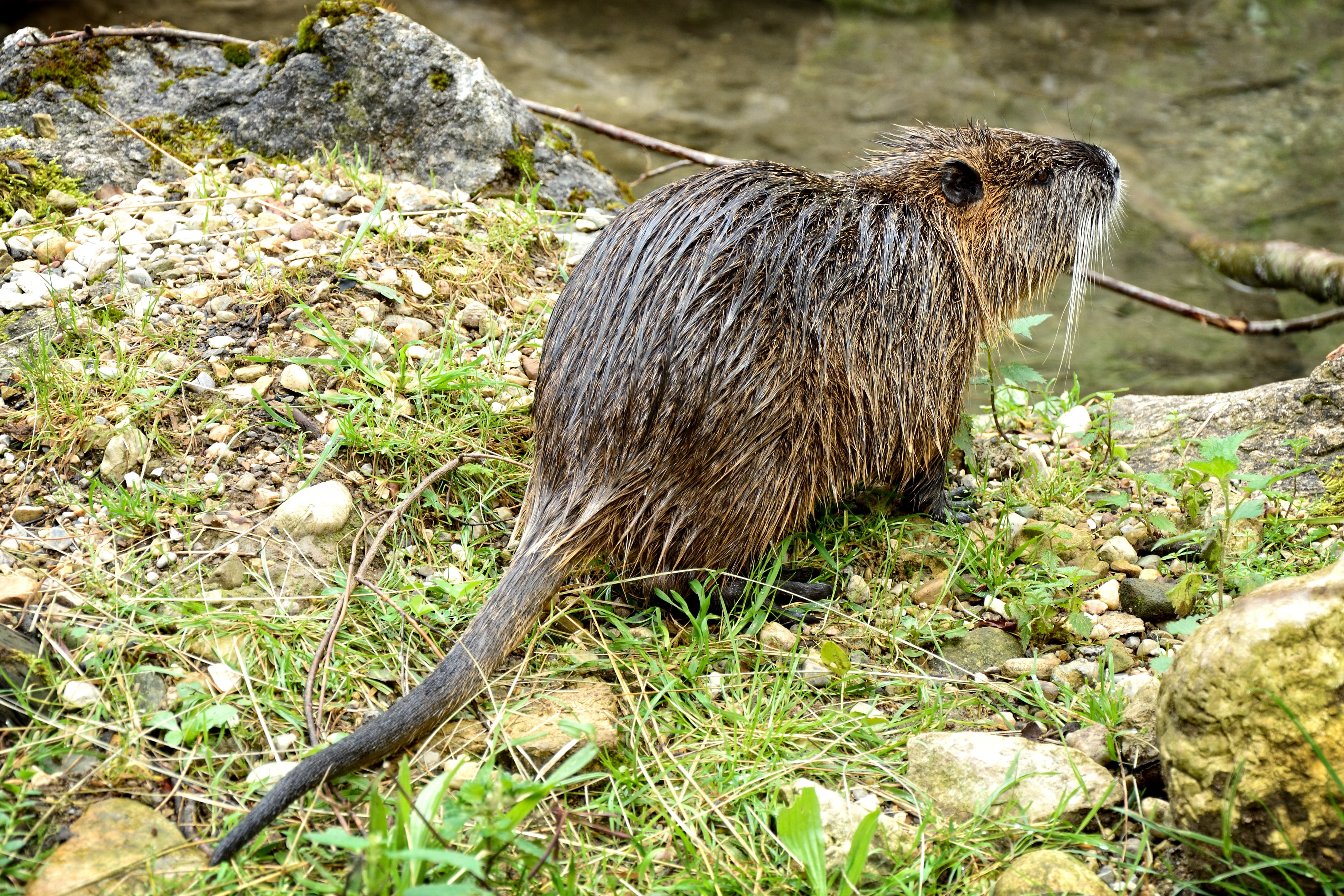 wildlife, waters, beaver, sunlight, animals In The Wild, field, animal world, mammal, vertebrate, fur, rock, day, water, nature, land, wild animal, outdoors, HD Wallpaper