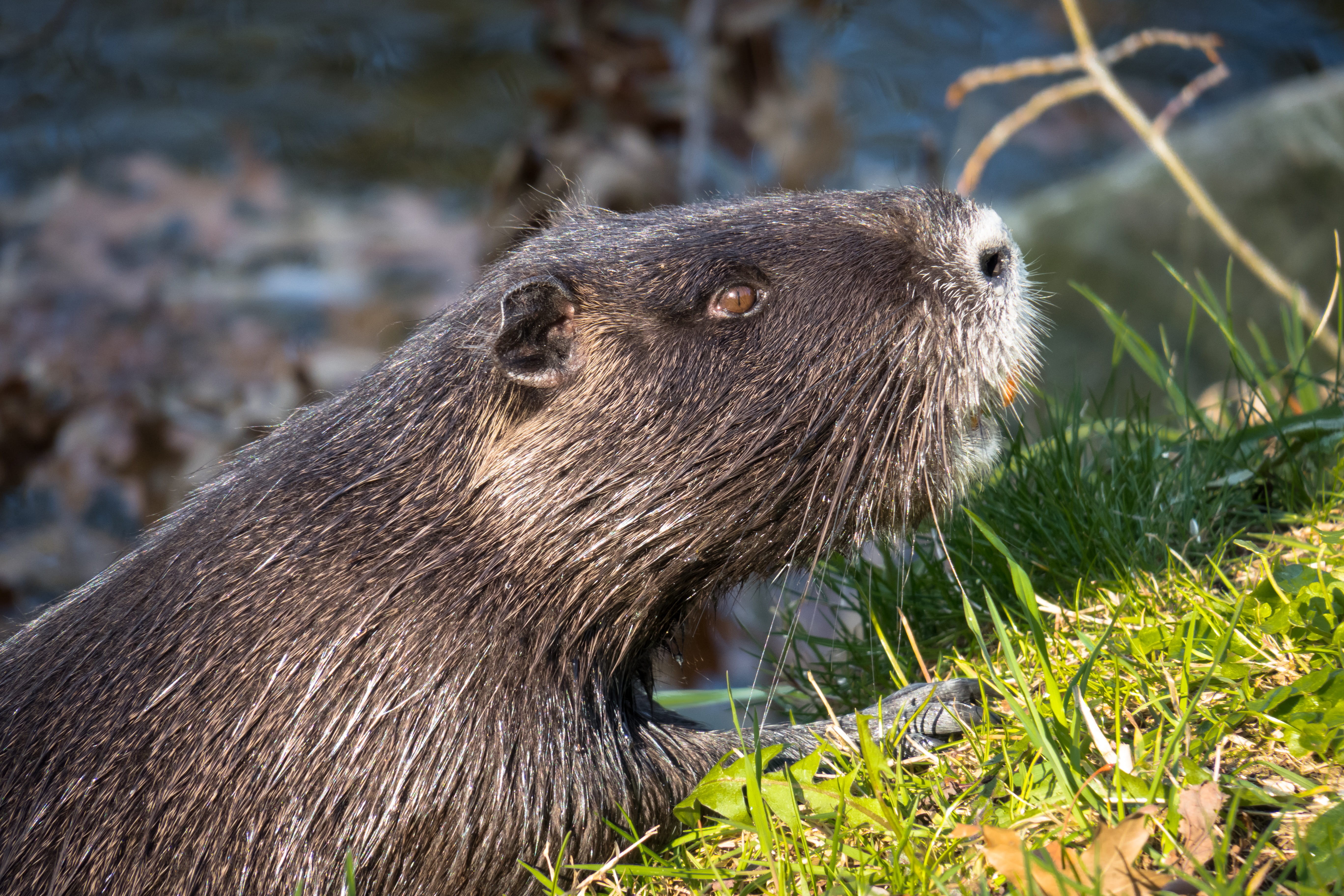 one animal, rat tail, fur, nutria, vertebrate, 5K, animal themes, rodent, whisker, animal head, nature, water rat, otter, animals in the wild, side view, HD Wallpaper