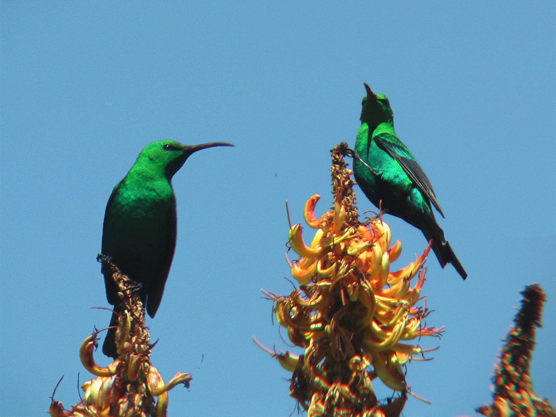 Shantyman, Sunshine, animals, art, malachite, South Africa, 1080P, colour, hd, Shamwari, Sunbirds, birds, HD Wallpaper