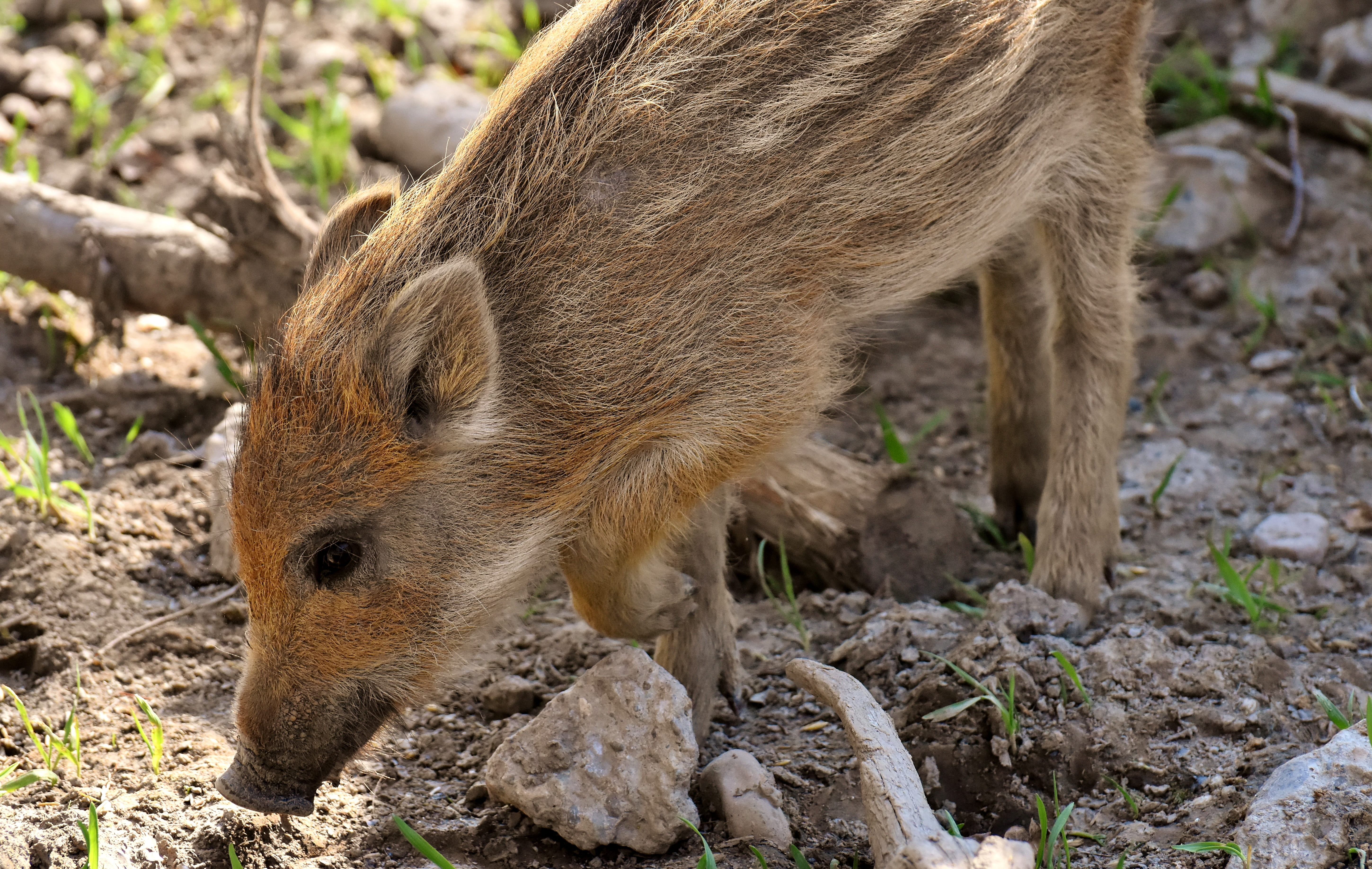 focus on foreground, play, rock - object, wild, animals in the wild, day, 5K, funny, small pigs, cute, vertebrate, mammal, rock, animal wildlife, outdoors, HD Wallpaper