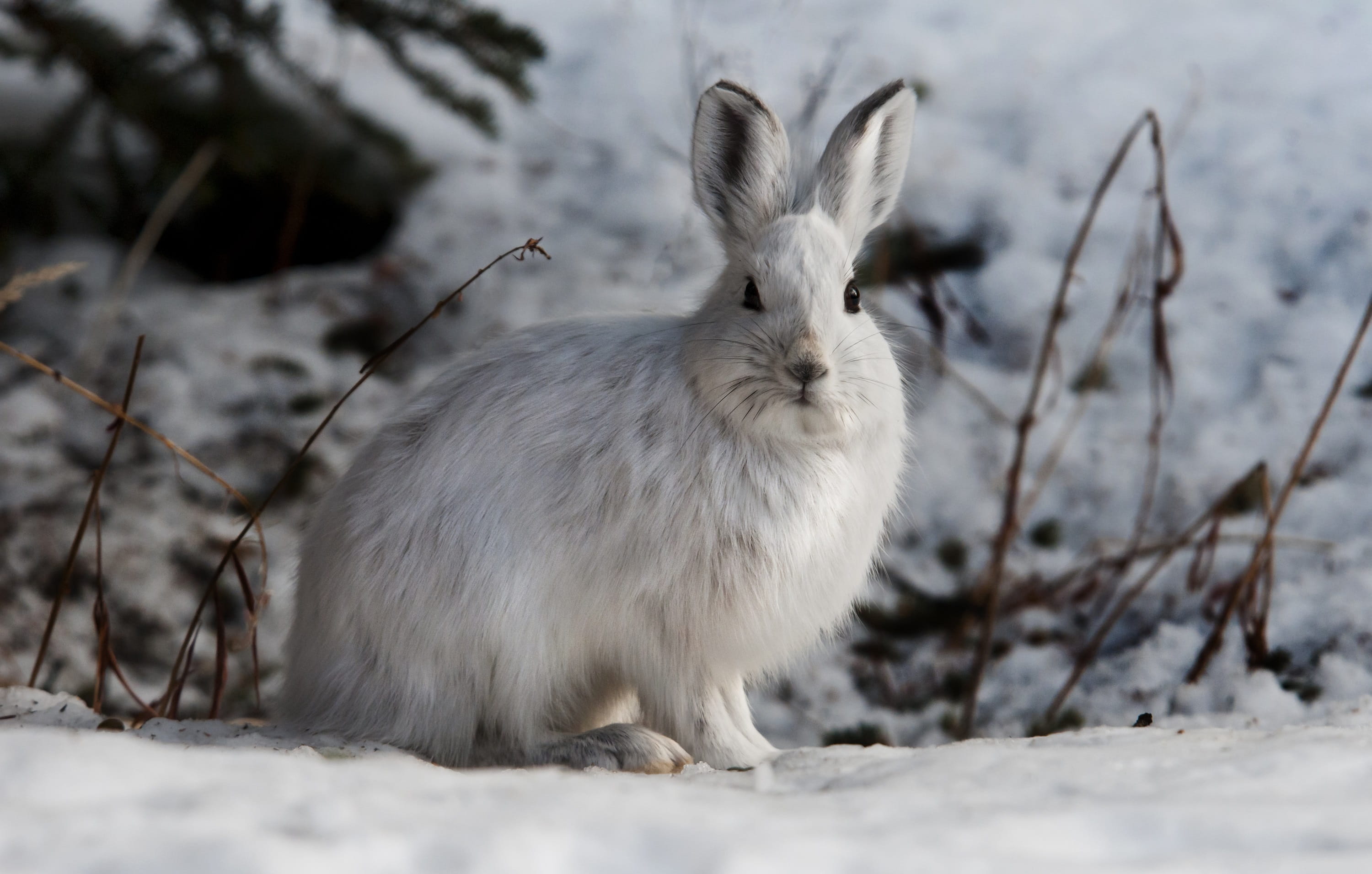 bunny, winter, sitting, rabbit - animal, land, feral, white color, cute, field, nature, hare, pets, wildlife, no people, animals in the wild, close up, HD Wallpaper