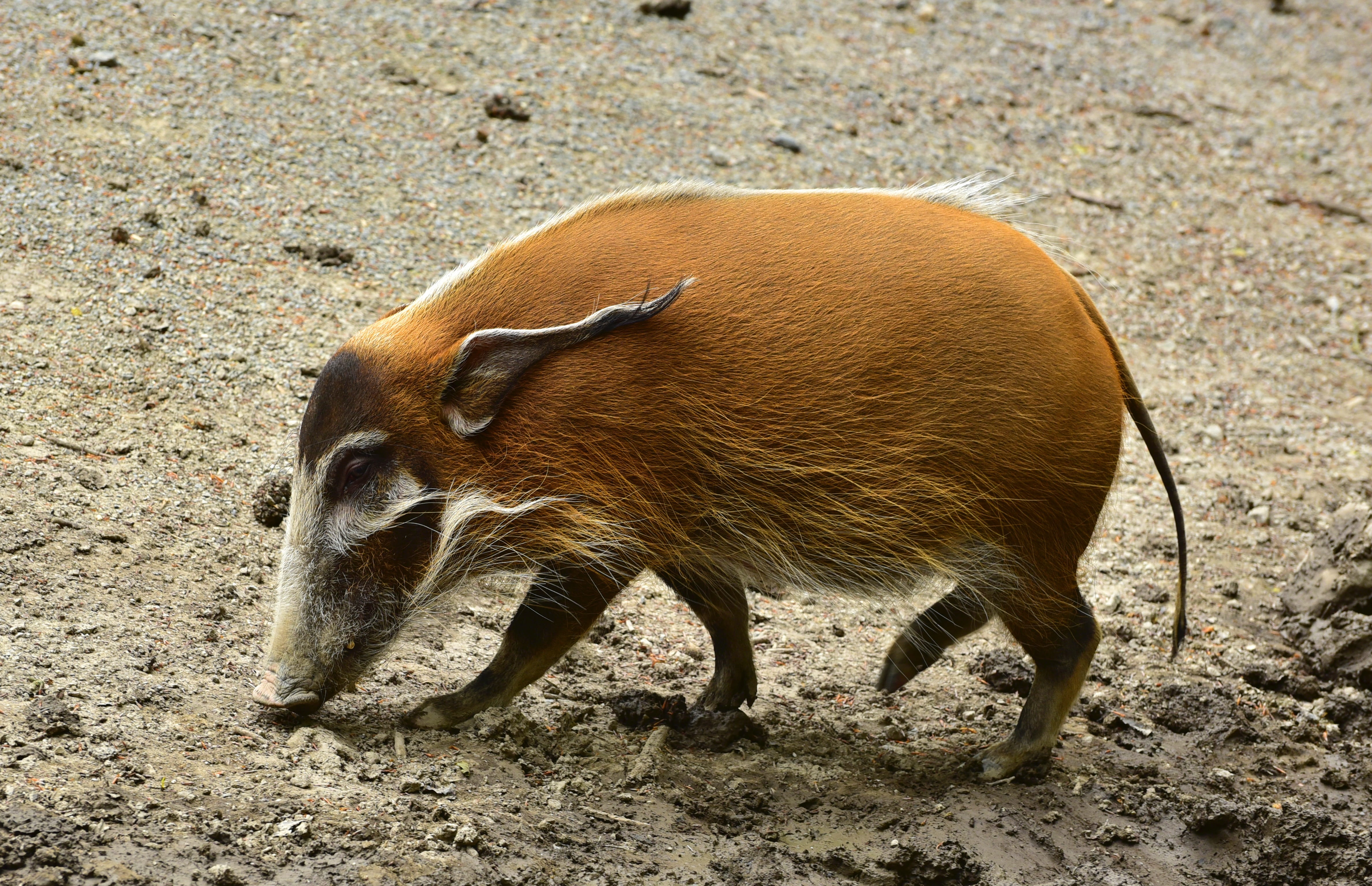 standing, day, field, animals In The Wild, 4K, pig, strong, piglet, animal world, search, happy, wild Boar, wildlife, mammal, food, animal, land, snout, HD Wallpaper