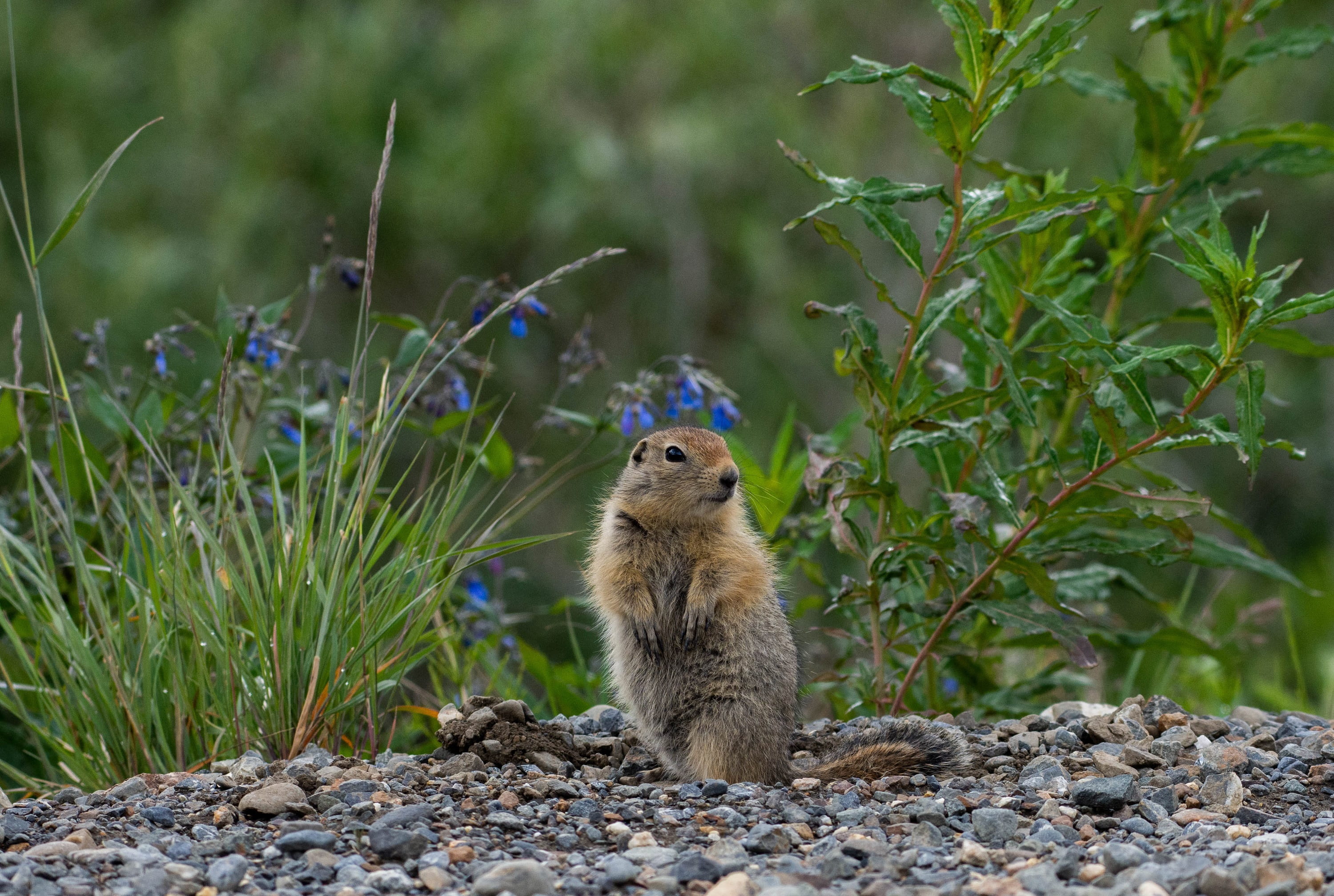 wild, cute, animal, one animal, vertebrate, animals in the wild, portrait, usa, arctic, forest, field, land, wildlife, denali national park preserve, lewandowski, HD Wallpaper