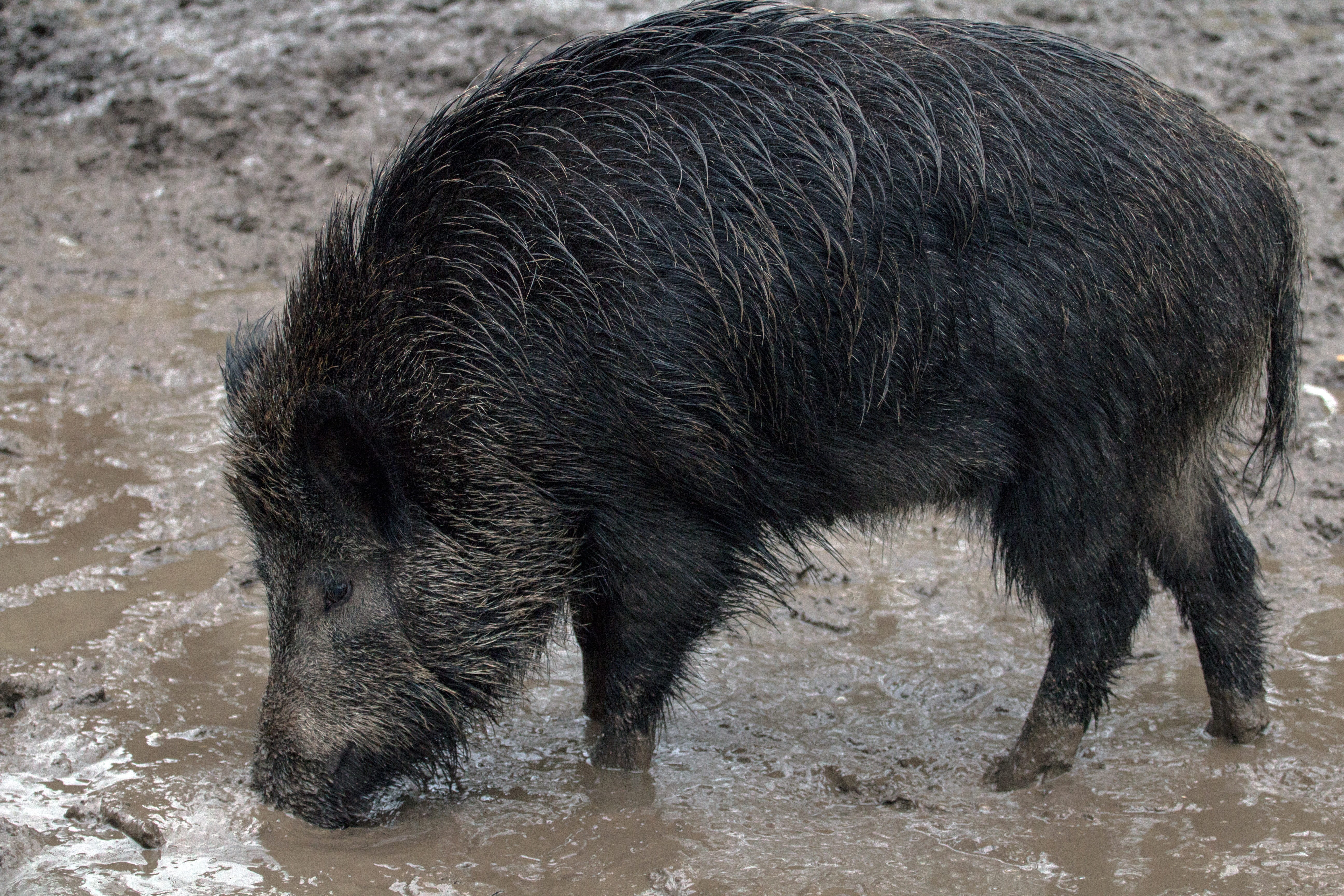 nature, wild, drinking, no people, pig, forest, animal themes, domestic, mammal, vertebrate, animal wildlife, animal, domestic animals, outdoors, 5K, wild boars, HD Wallpaper