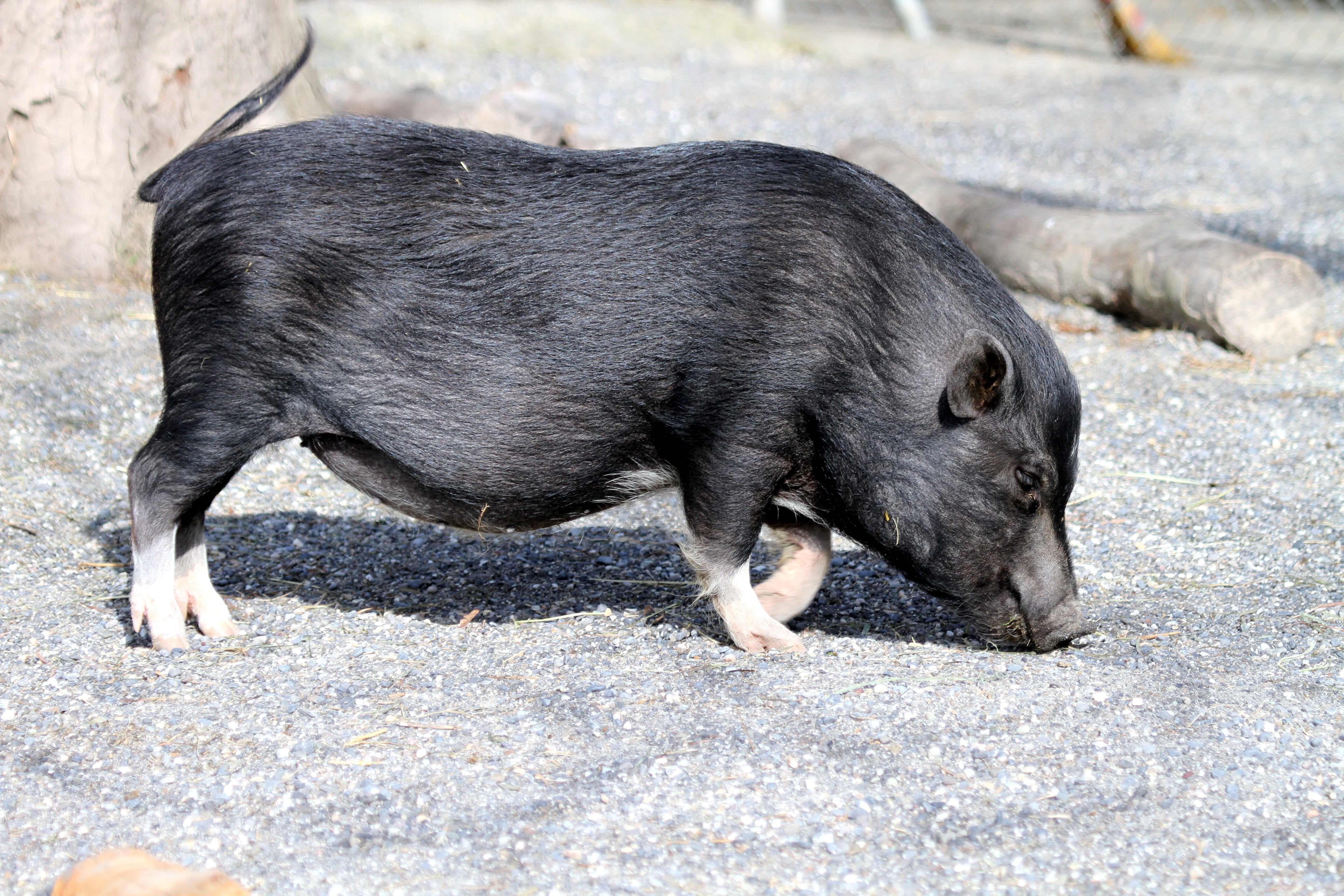 piglet, house wildschwein, dog, vertebrate, full length, animal themes, no people, pets, creature, pig, one animal, pigs, sand, domestic, boar, young animal, HD Wallpaper