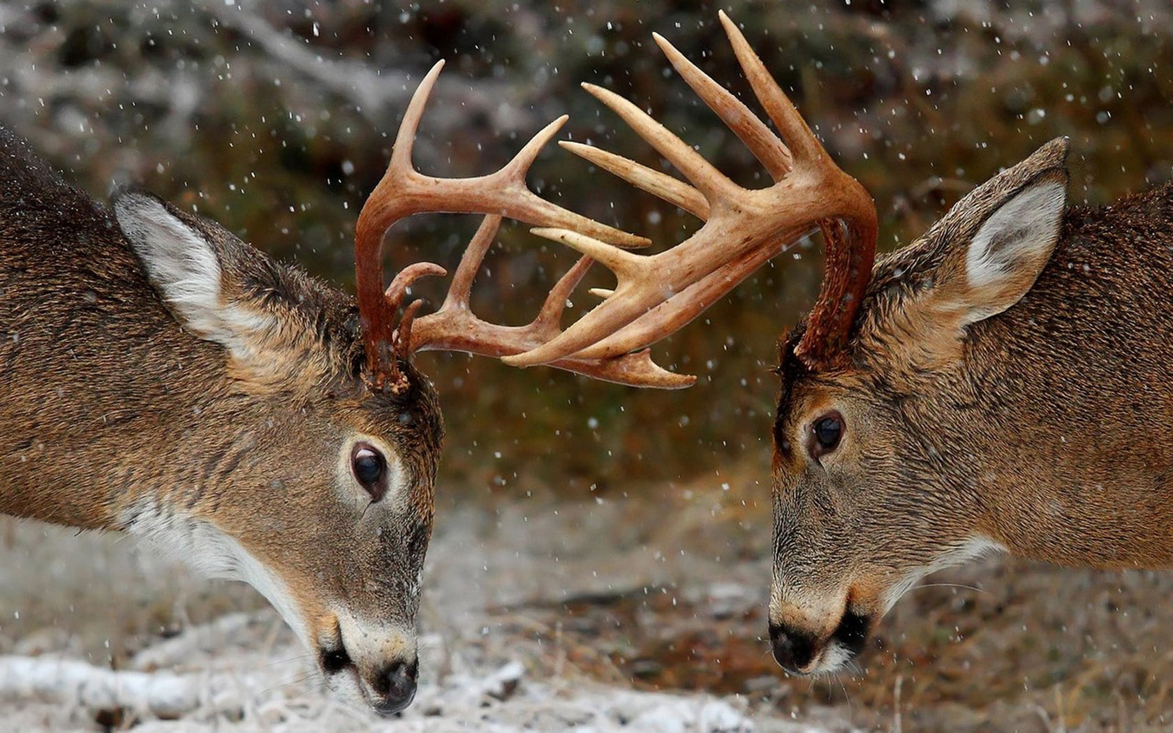 stag, focus on foreground, cold temperature, mammal, antler, wild Boar, 720P, animal head, two, animal wildlife, deers, outdoors, fur, nature, animal, HD Wallpaper