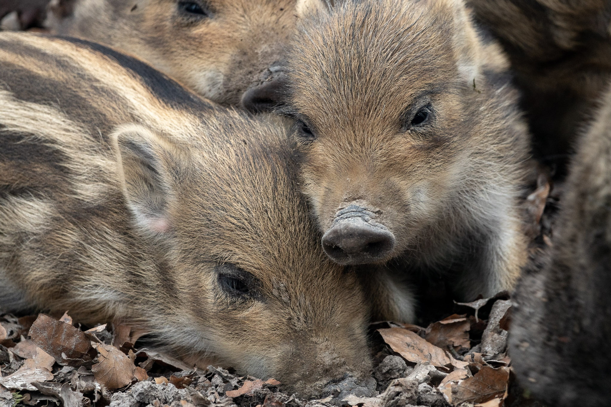 Wild Boar, 1080P, mammals, animals, pigs, HD Wallpaper