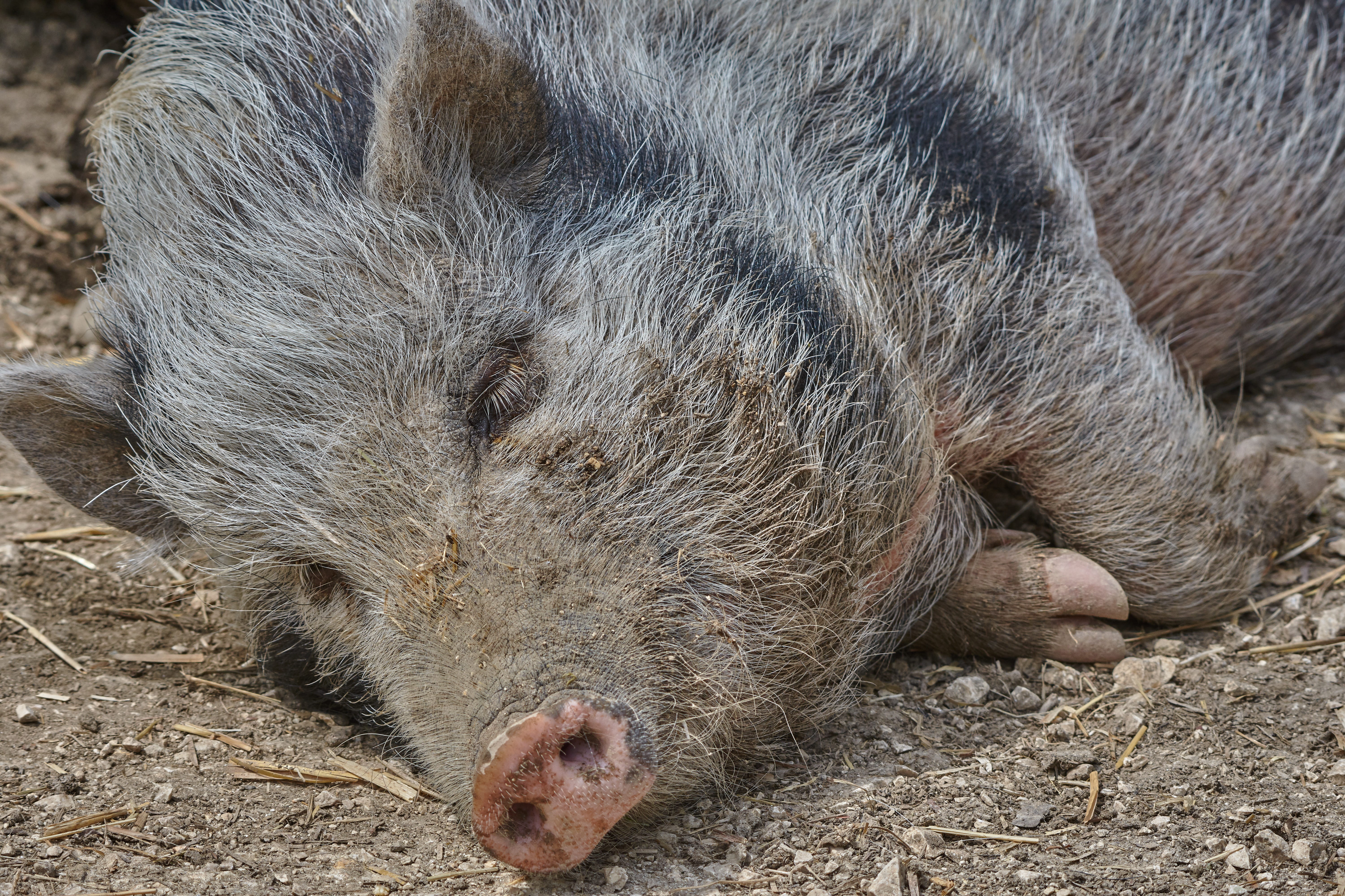 bristles, one animal, nature, concerns, sleepy, animal head, pig, close-up, land, vertebrate, mud, 5K, animal wildlife, forest, snout, animal body part, HD Wallpaper