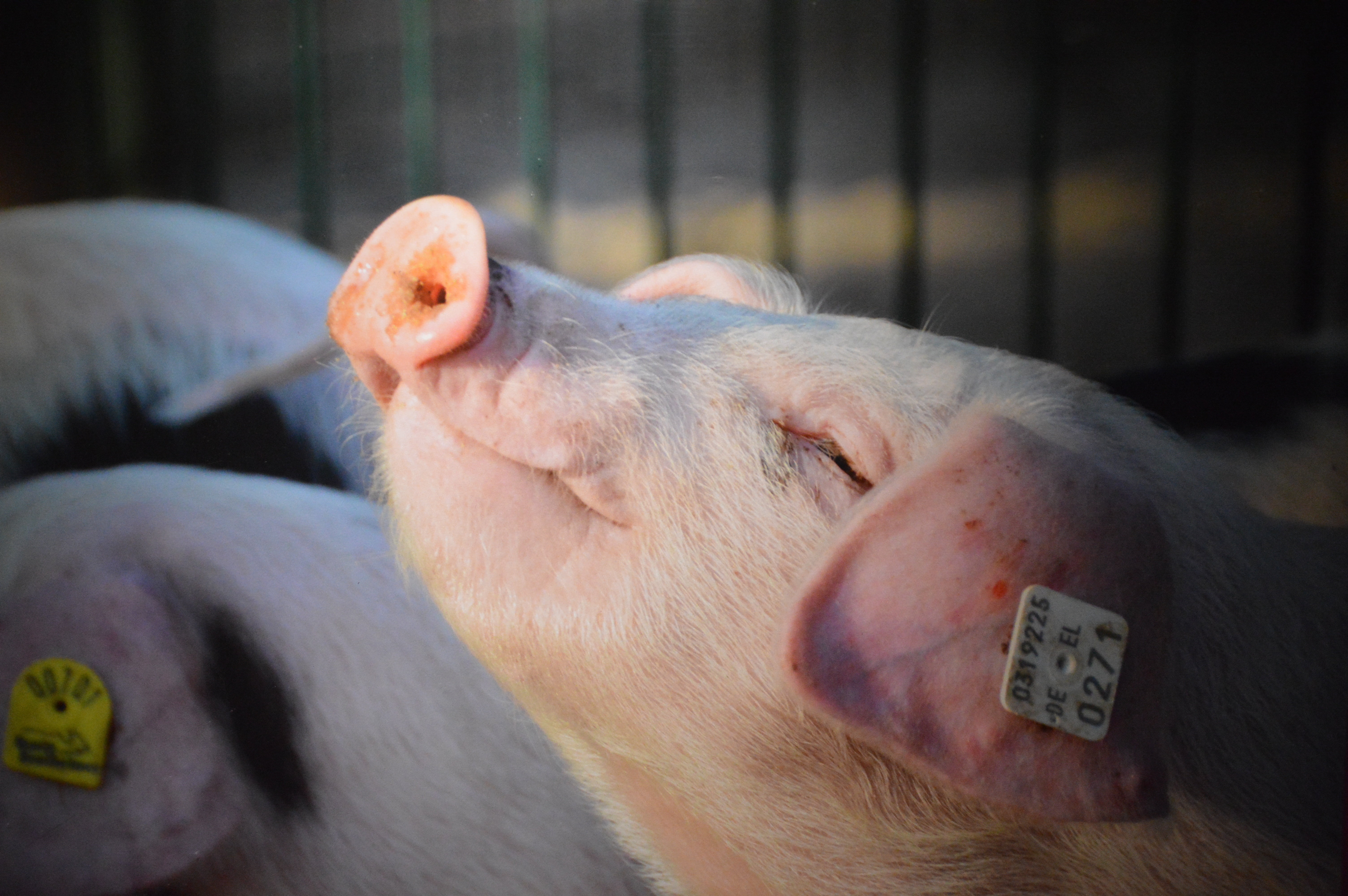 pig, farm, hog, sleeping, close-up, portrait, country life, relaxation, nature, lying down, mature adult, focus on foreground, emotion, domestic animals, HD Wallpaper