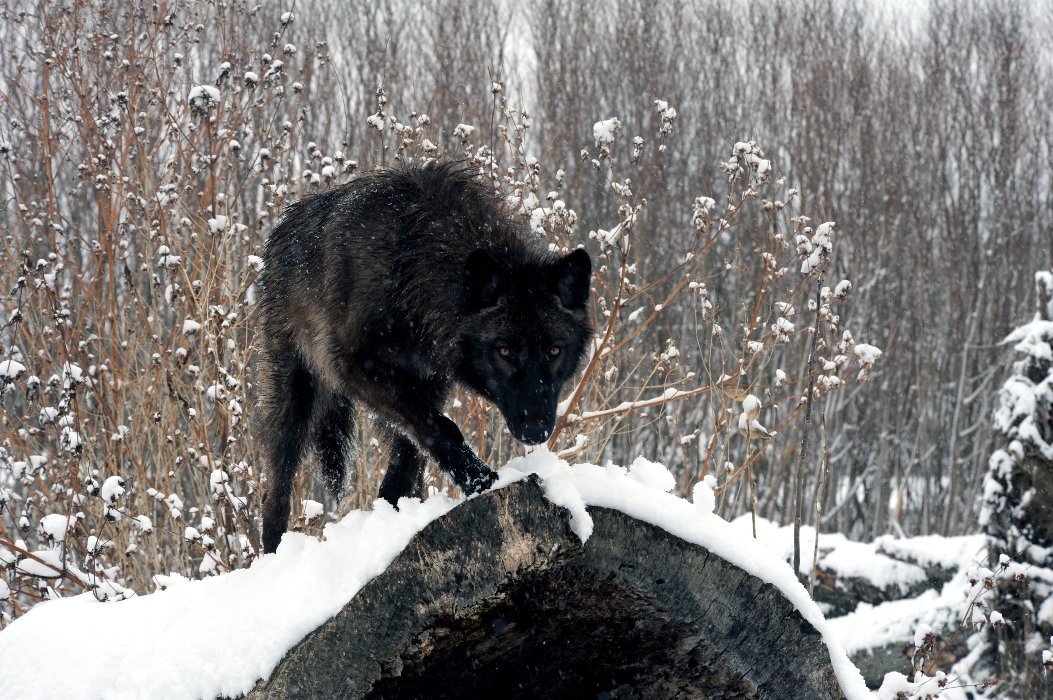dog, domestic, WOLF, no people, black color, domestic animals, wildlife, cold - Temperature, outdoors, woodland, black, nature, extreme weather, animal, HD Wallpaper