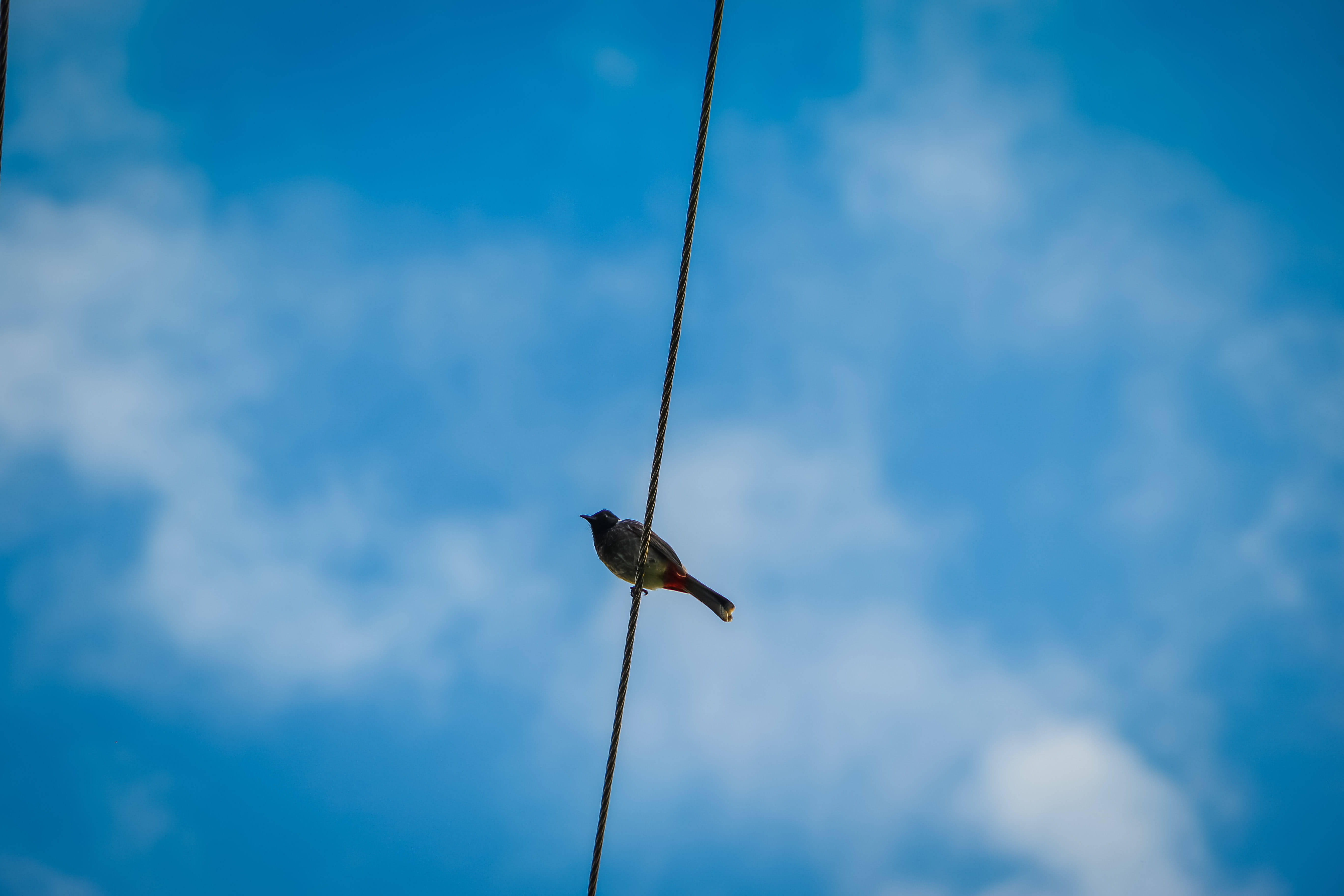 no people, animal wildlife, bird, cable, faather, electricity, hanging, sky, vented bulbul, animals in the wild, outdoors, day, turquoise colored, low angle view, HD Wallpaper