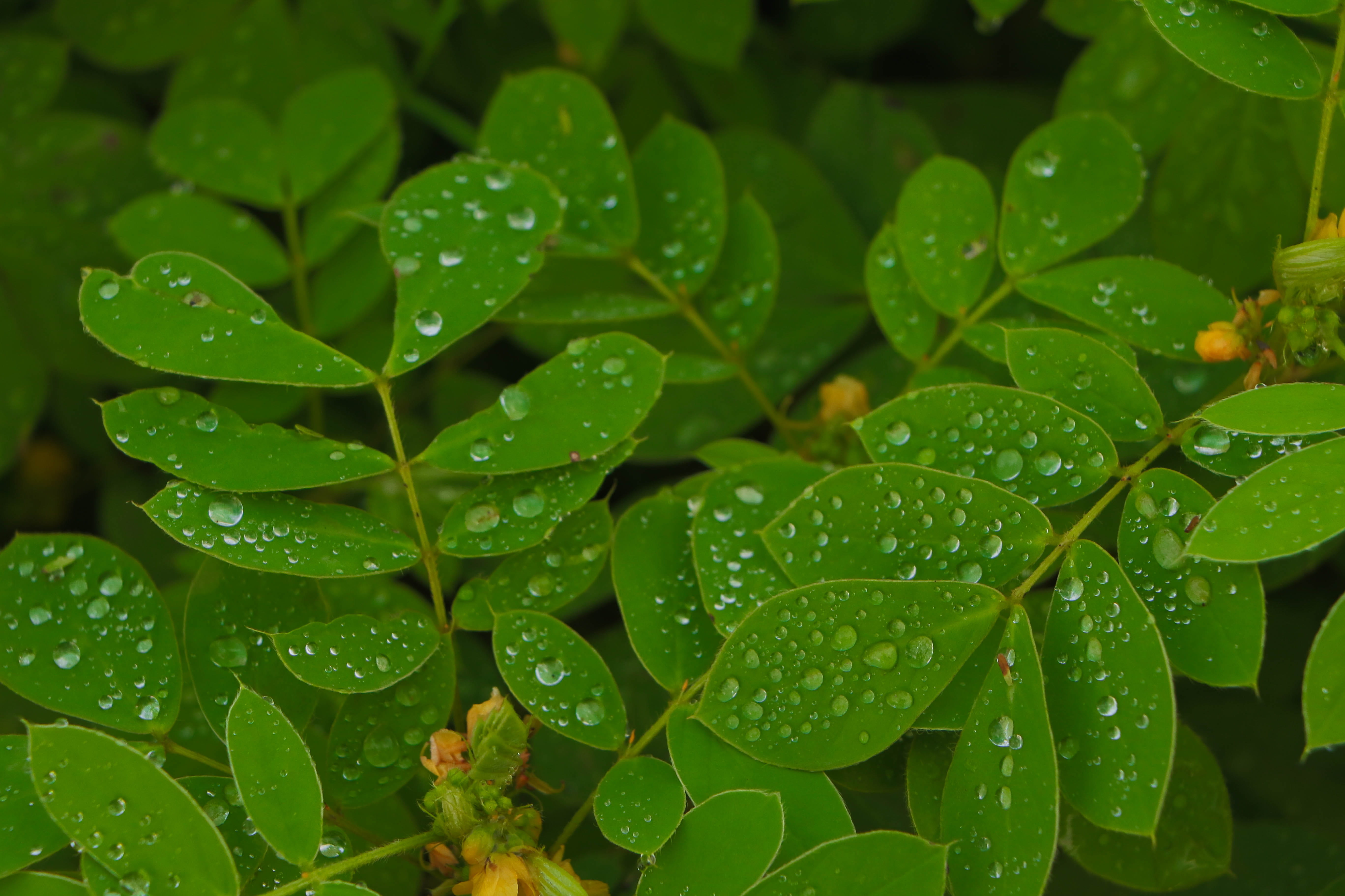 purity, 5K, raindrop, india, clover, focus on foreground, raindrops, close-up, plant, rainy season, day, green color, nature, leaf, lake, dew, freshness, HD Wallpaper