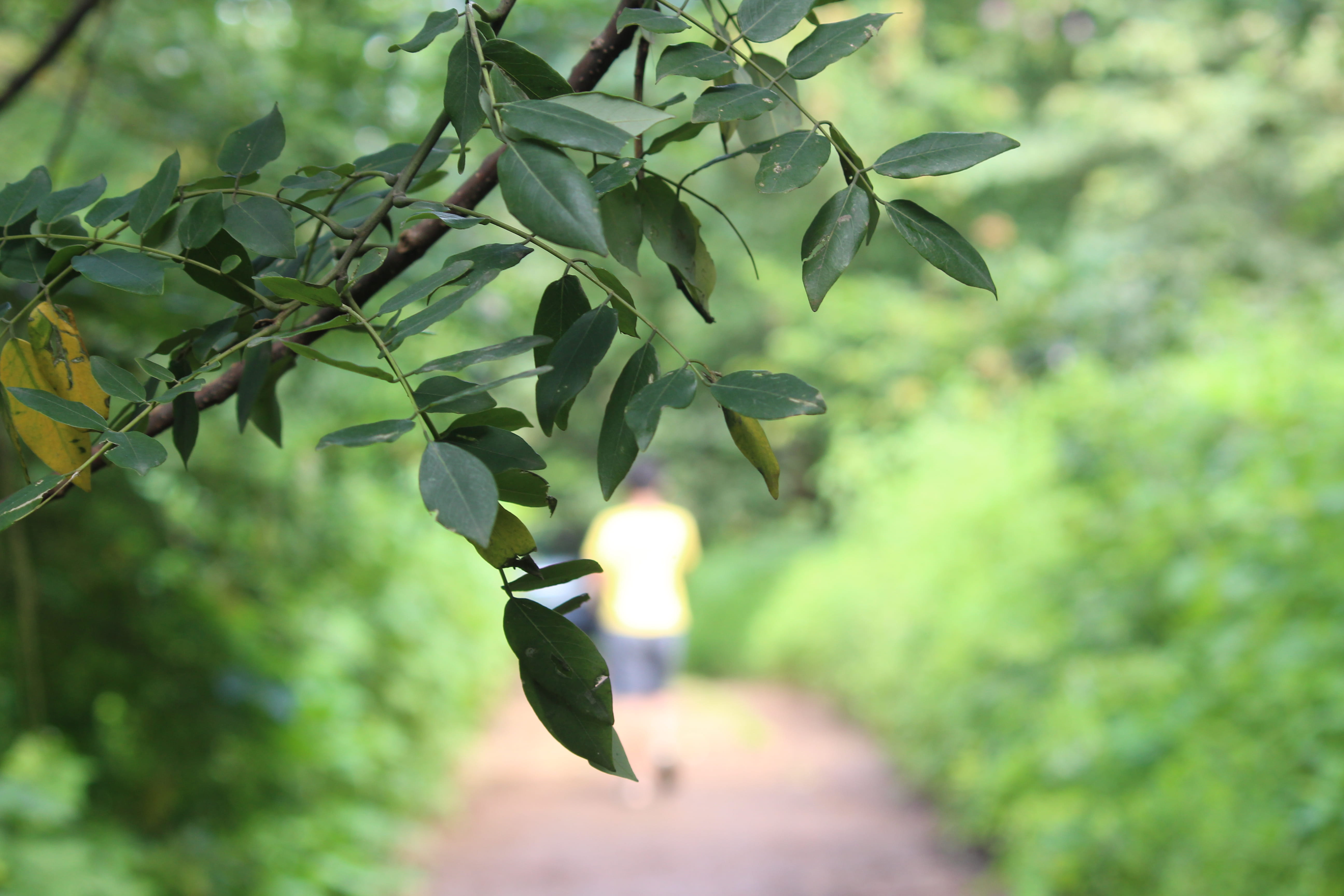 leaves, man, green color, way, beauty in nature, greenery, growth, focus on foreground, tree, leaf, nature, 5K, plant, anmol, freshness, food and drink, HD Wallpaper