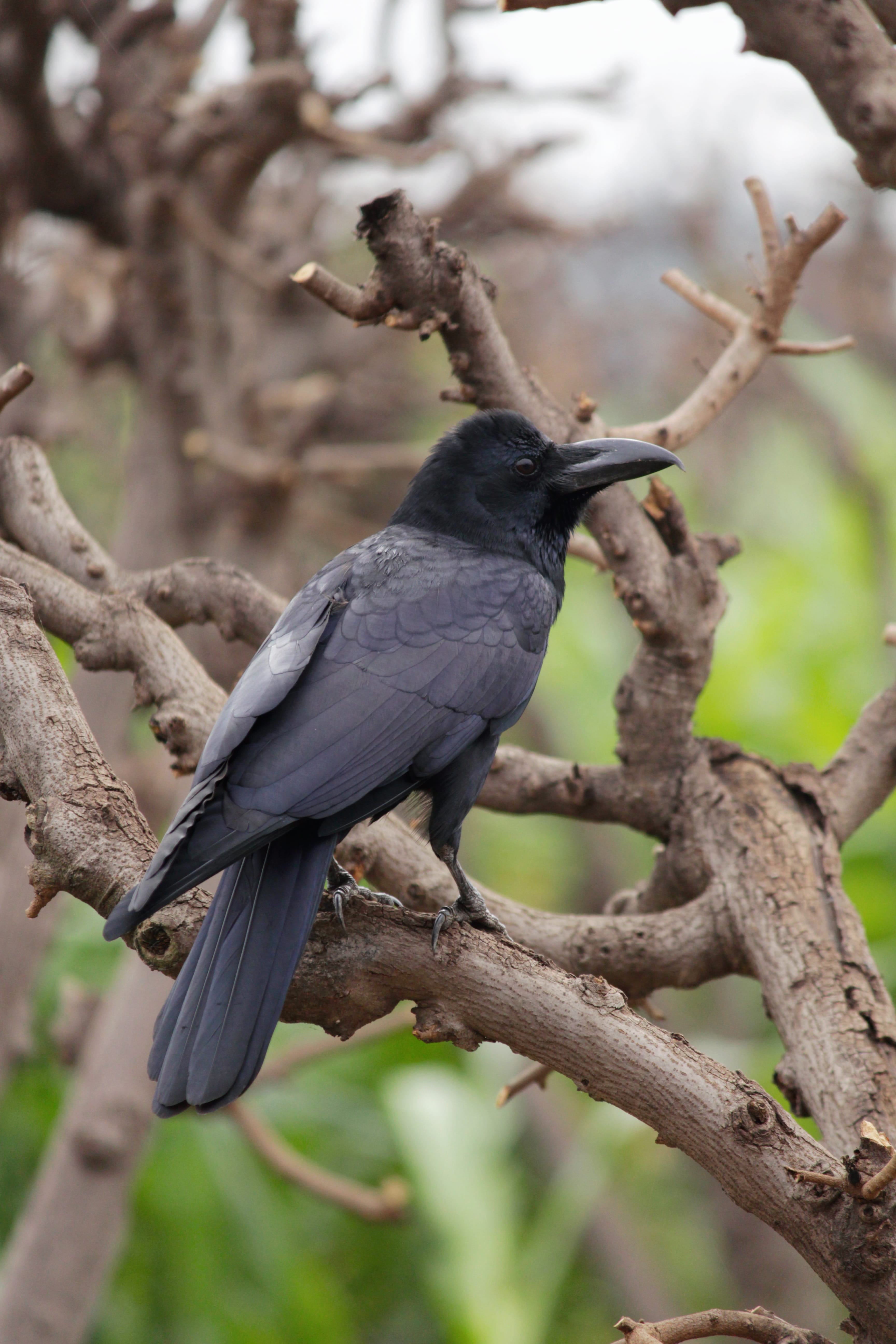 india, animal, tree, beauty in nature, outdoors, black color, maharashtra, #naturephotography, animals in the wild, vertebrate, perching, bird, focus on foreground, Phone HD Wallpaper