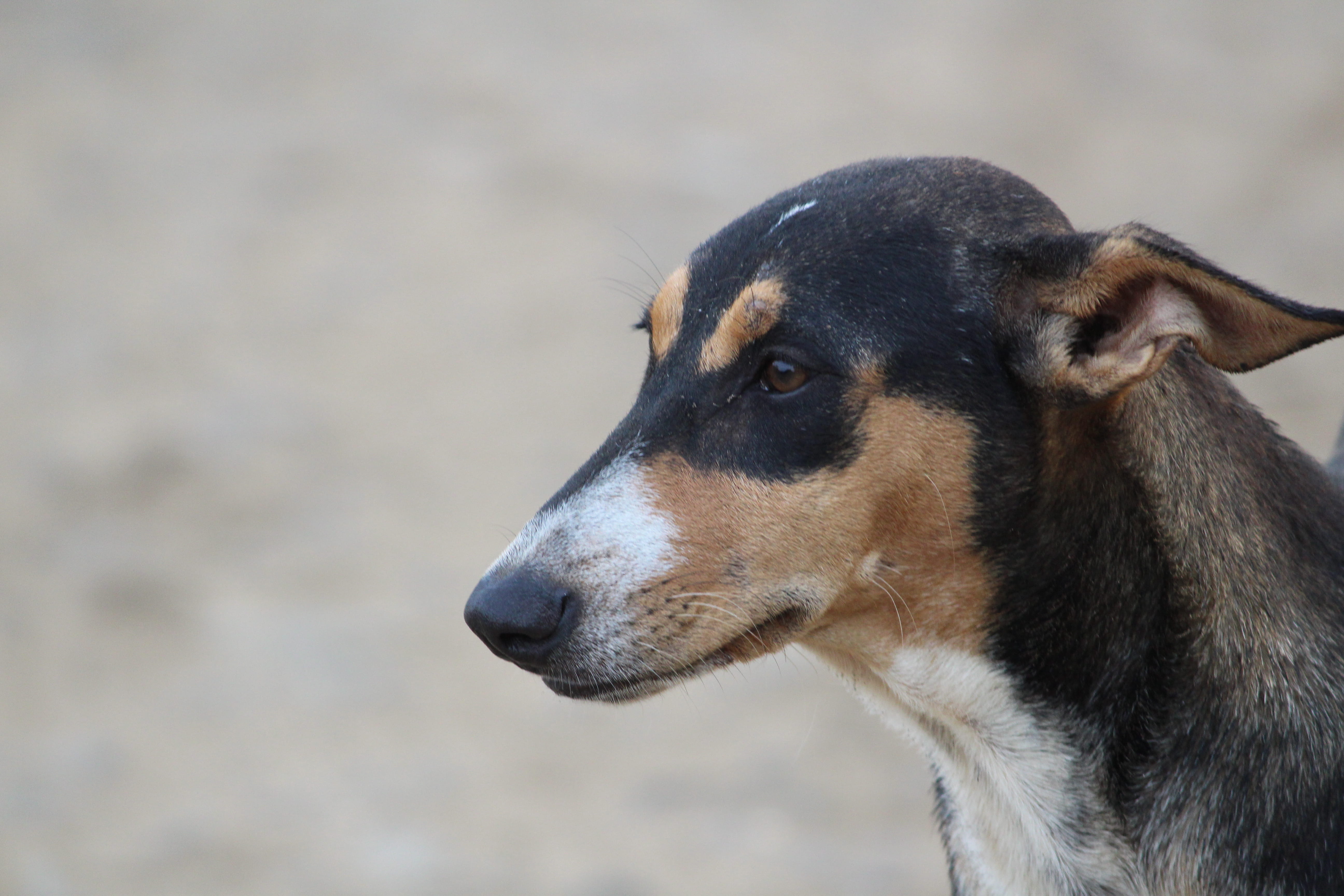 no people, day, animal themes, side view, profile view, mammal, 5K, looking away, close-up, kind, animal body part, canine, stray dog, land, loyal, black, HD Wallpaper
