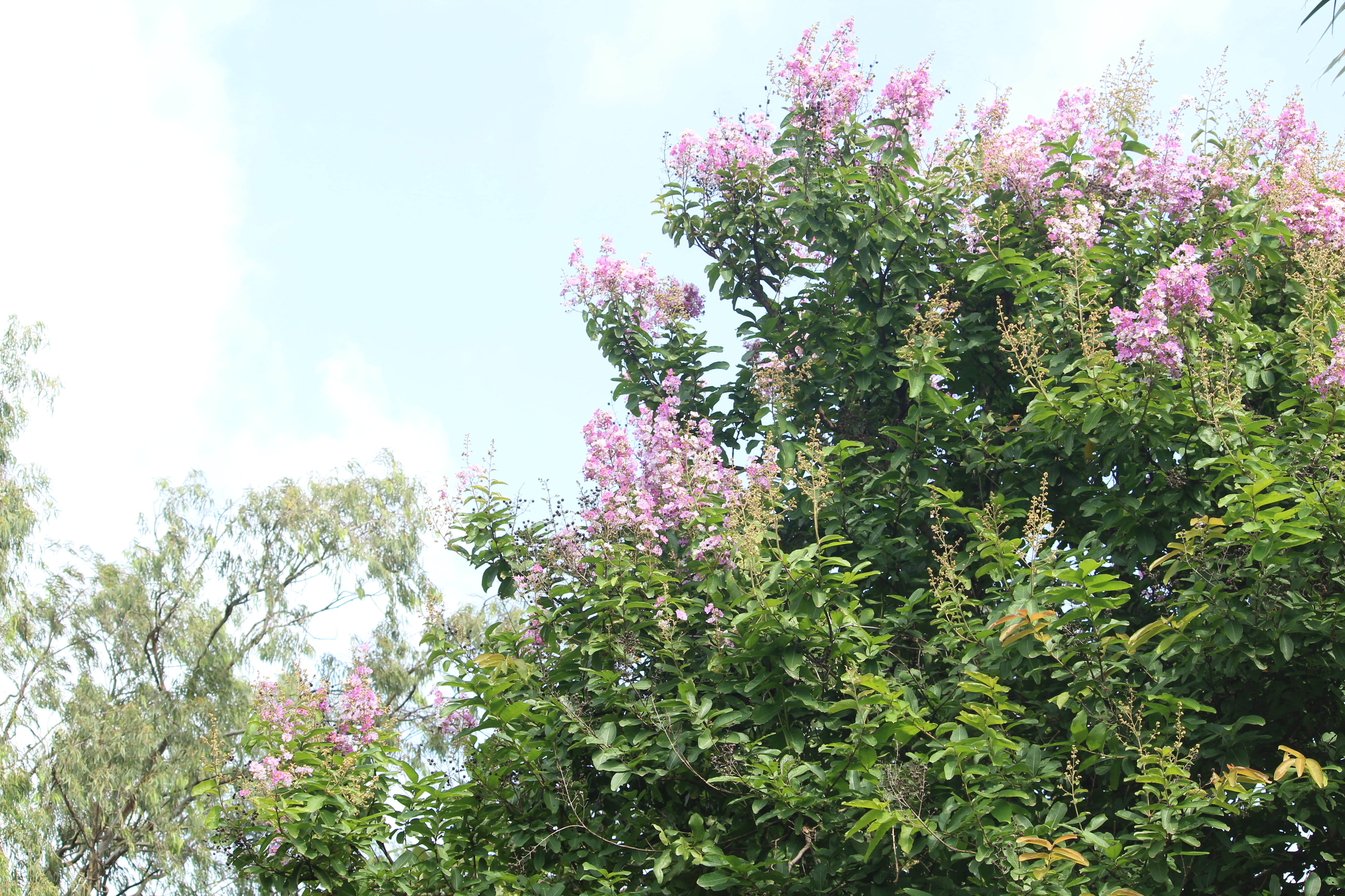 purple, maharashtra, nature, up, freshness, pink color, kerketta, growth, mumbai, tall, manik, anmol, tranquility, navi mumbai, outdoors, no people, above, HD Wallpaper
