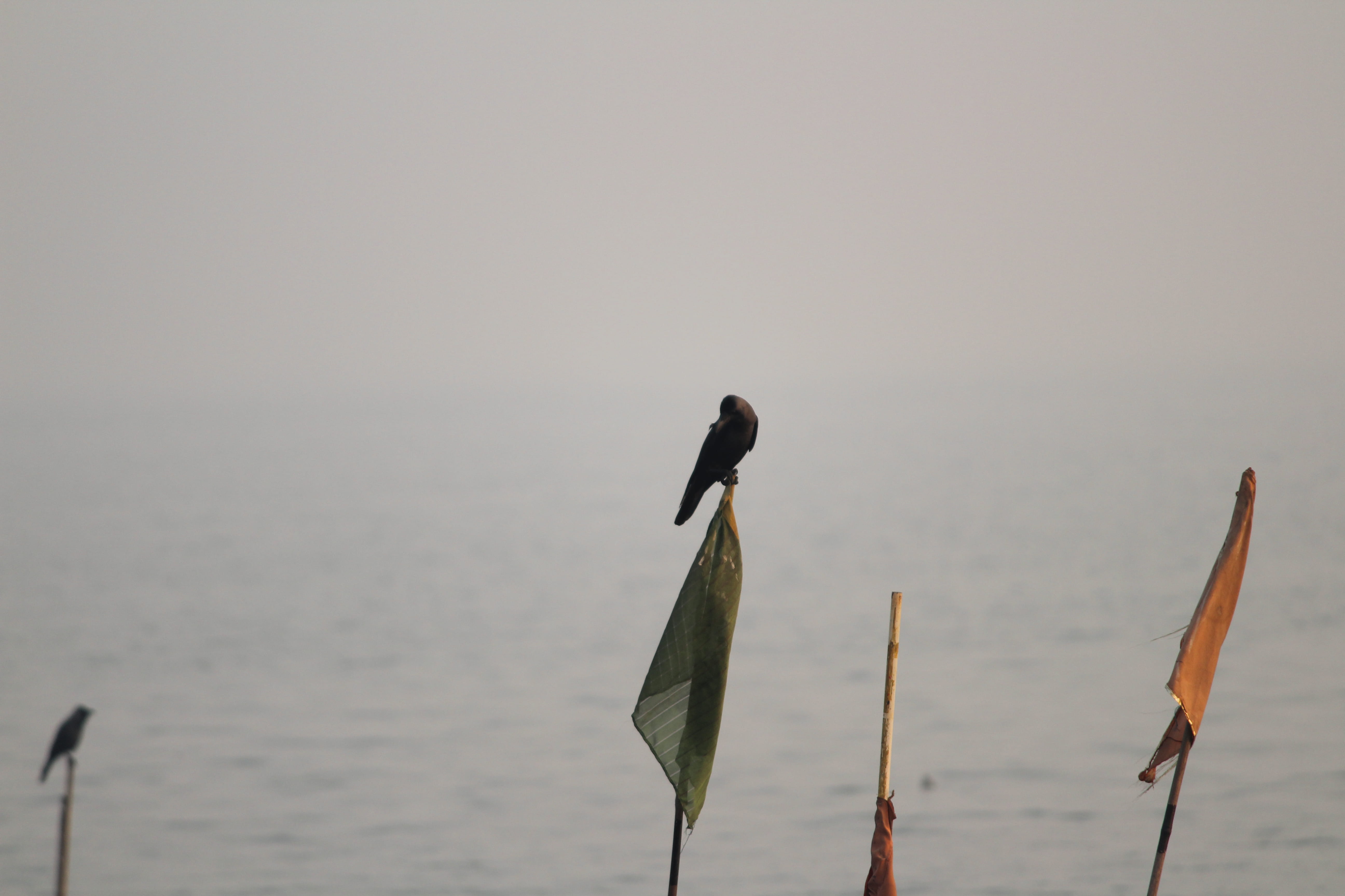 water, scenics - nature, bird, crow, animal, nature, beauty in nature, india, tranquility, sea, pole, sea view point ulwe, copy space, flags, animal wildlife, HD Wallpaper