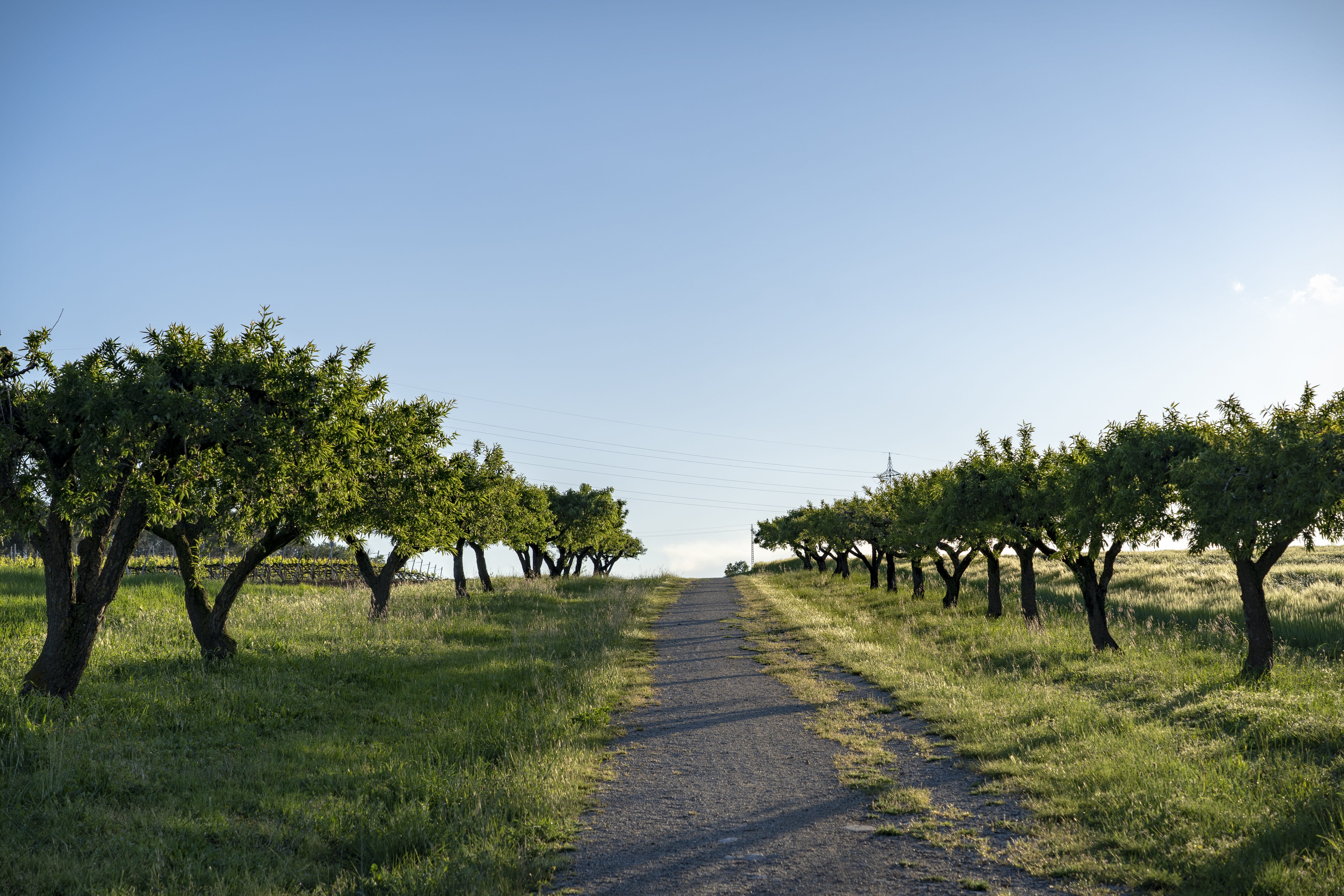 nature, 5K, direction, treelined, vallés, growth, land, sunlight, sky, tree, diminishing perspective, catalunya, field, tranquil scene, road, plant, landscape, HD Wallpaper