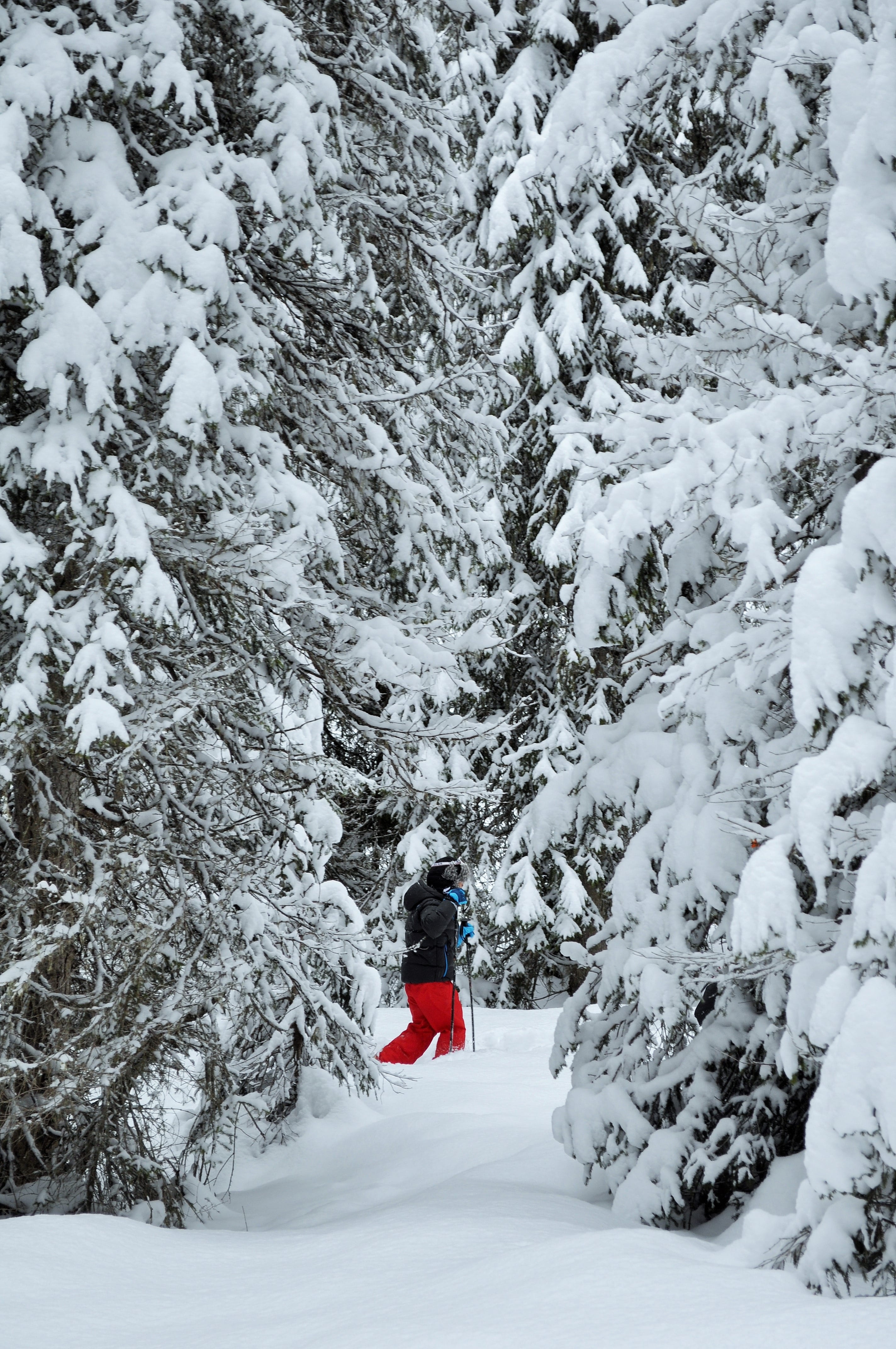 day, beauty in nature, adventure, mountain, land, ski, white color, Snow, sport, winter landscape, clouds, Haute-Savoie, warm clothing, fir, Alps, tree, Phone HD Wallpaper