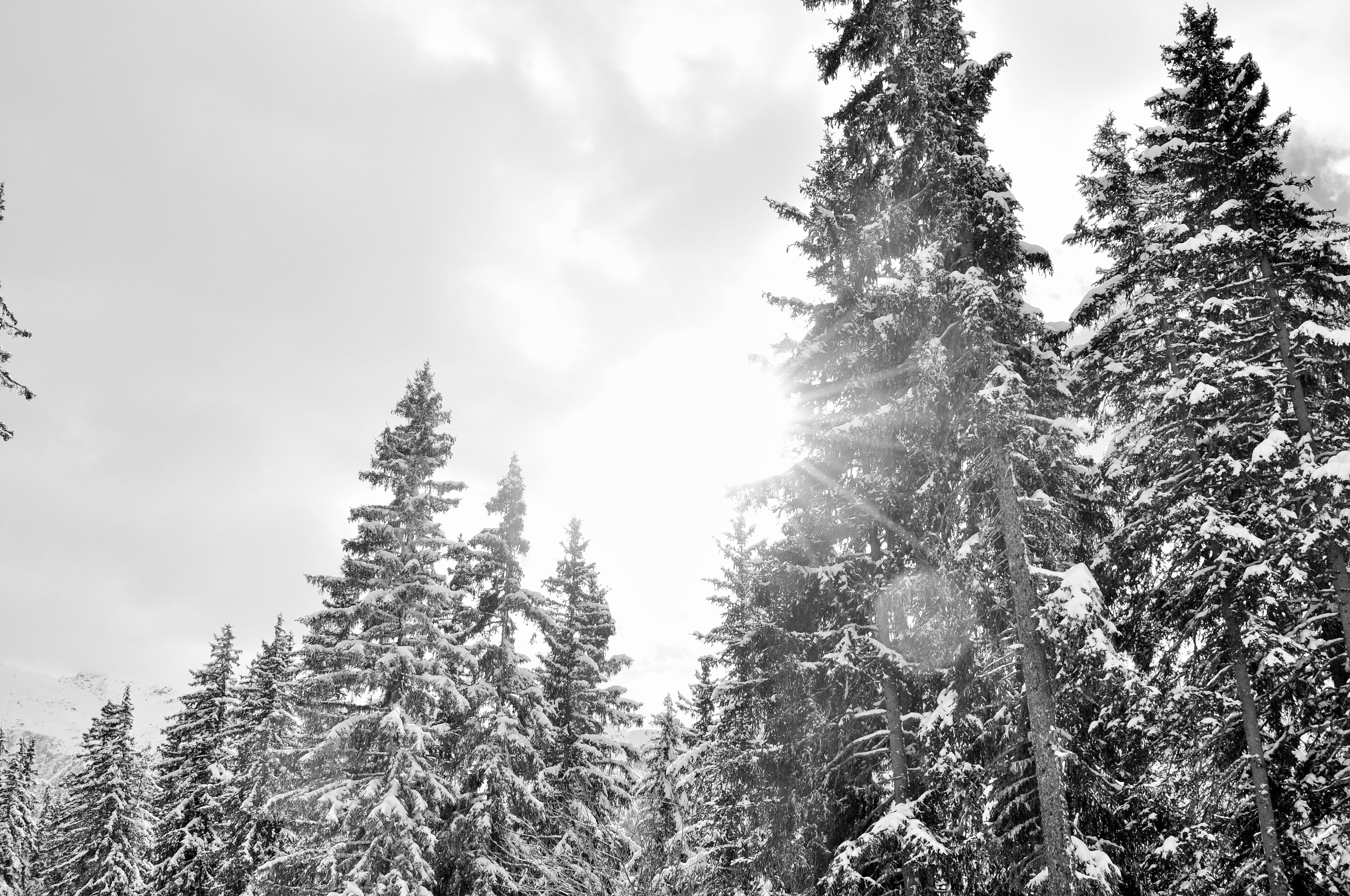 tree, evergreen tree, environment, snow, woodland, nature, no people, land, winter landscape, growth, coniferous tree, cloud - sky, outdoors, 4K, fir tree, HD Wallpaper