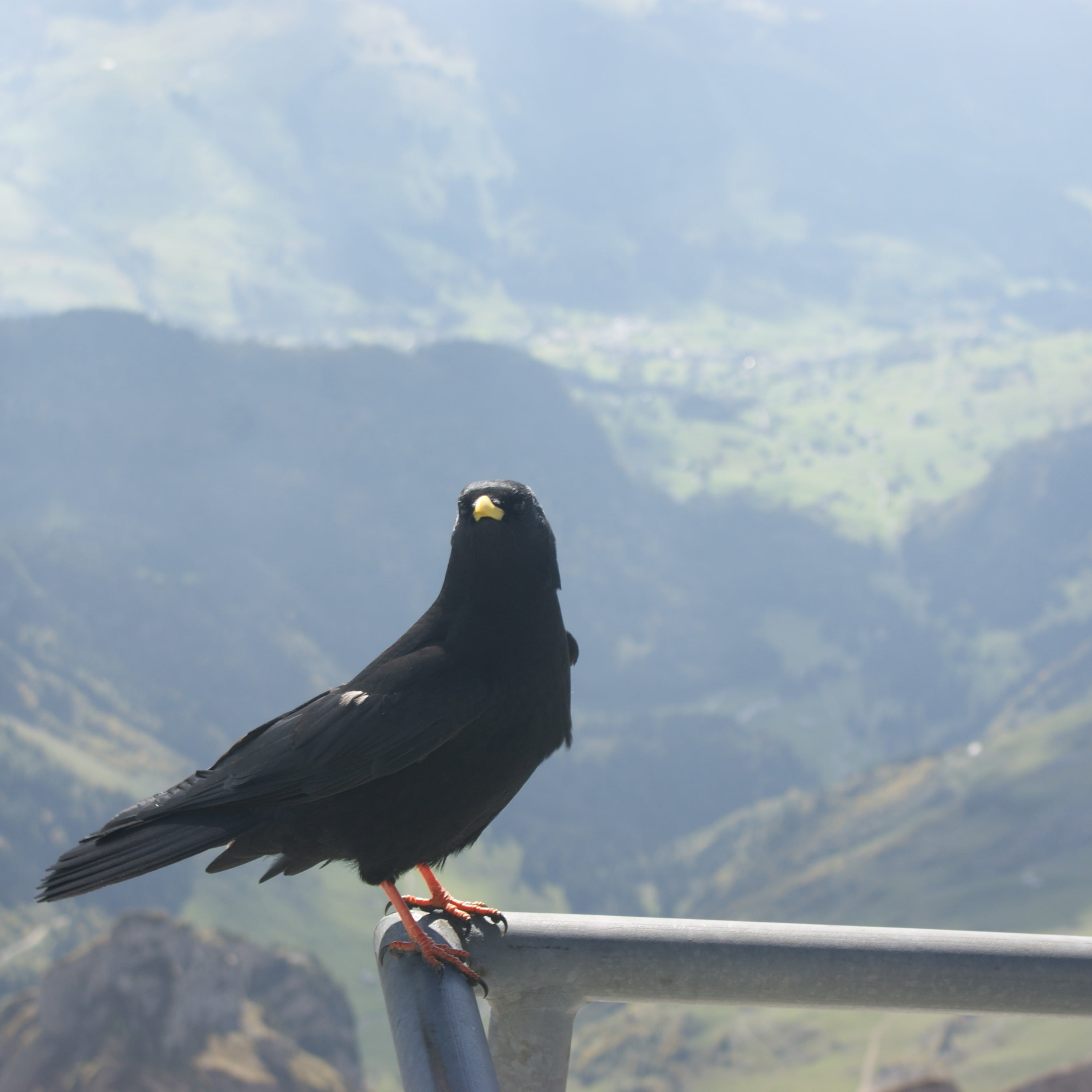 2K, switzerland, day, focus on foreground, nature, cloud - sky, chough, close-up, mountain, animal themes, beauty in nature, animal wildlife, bird, säntis, Phone HD Wallpaper