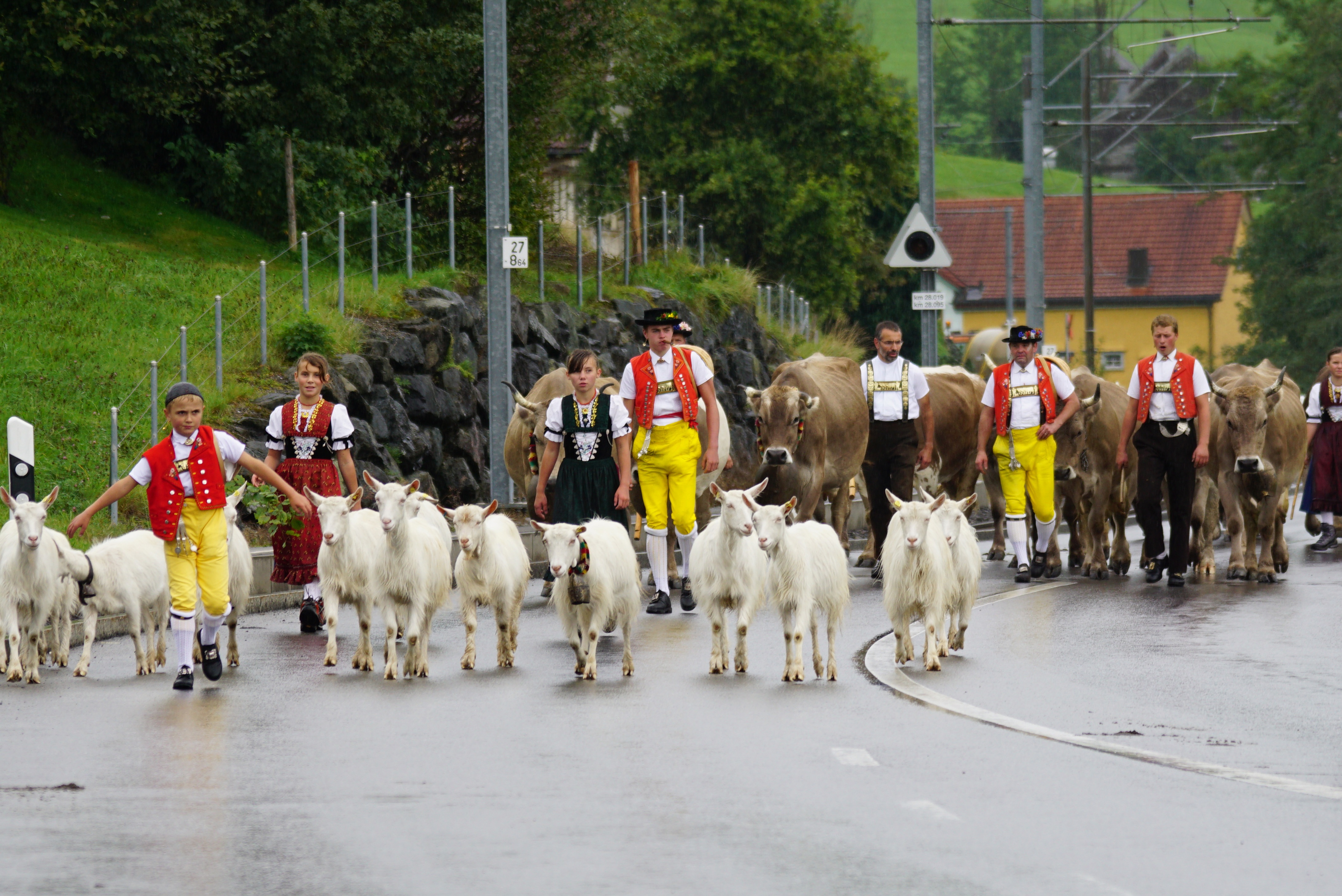 group of people, animal wildlife, traditional, group of animals, tradition, domestic animals, live stoke, domestic, cattle, men, tree, street, parade, vertebrate, HD Wallpaper